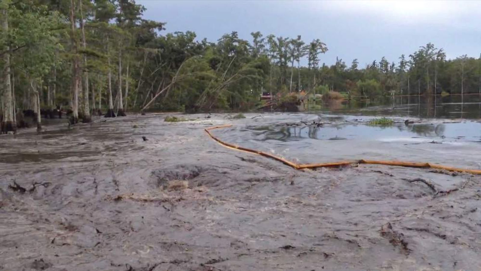 Sinkhole Trees Swallowed In Louisiana