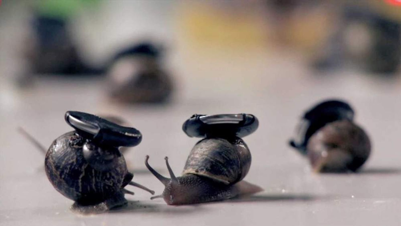 Speedy Snails Pose Deadly Threat To UK Dogs Scoop News Sky News