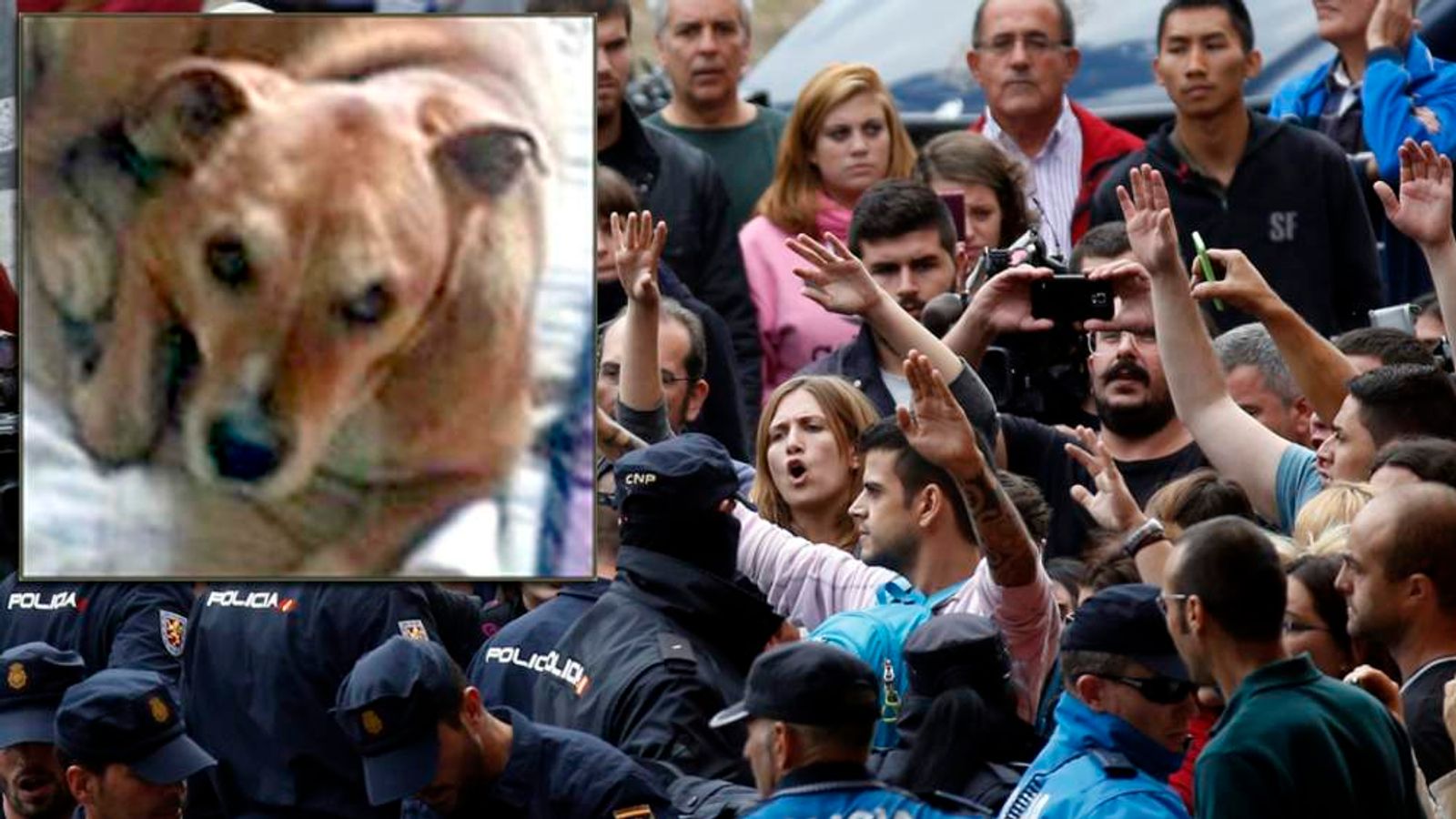 Protests As Ebola Victim's Dog Put Down World News Sky News