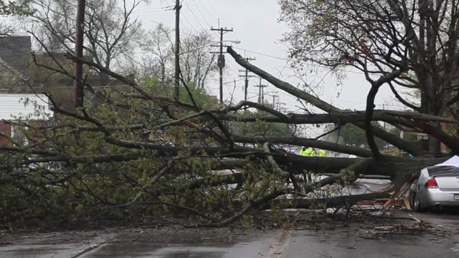 Woman, 65, Killed After Tree Falls On Car | US News | Sky News