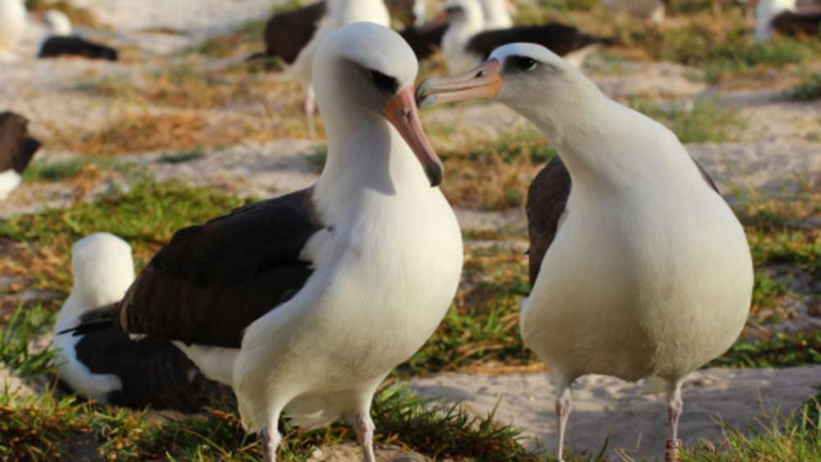Ancient Mariner Albatross, 64, Returns To Nest US News Sky News