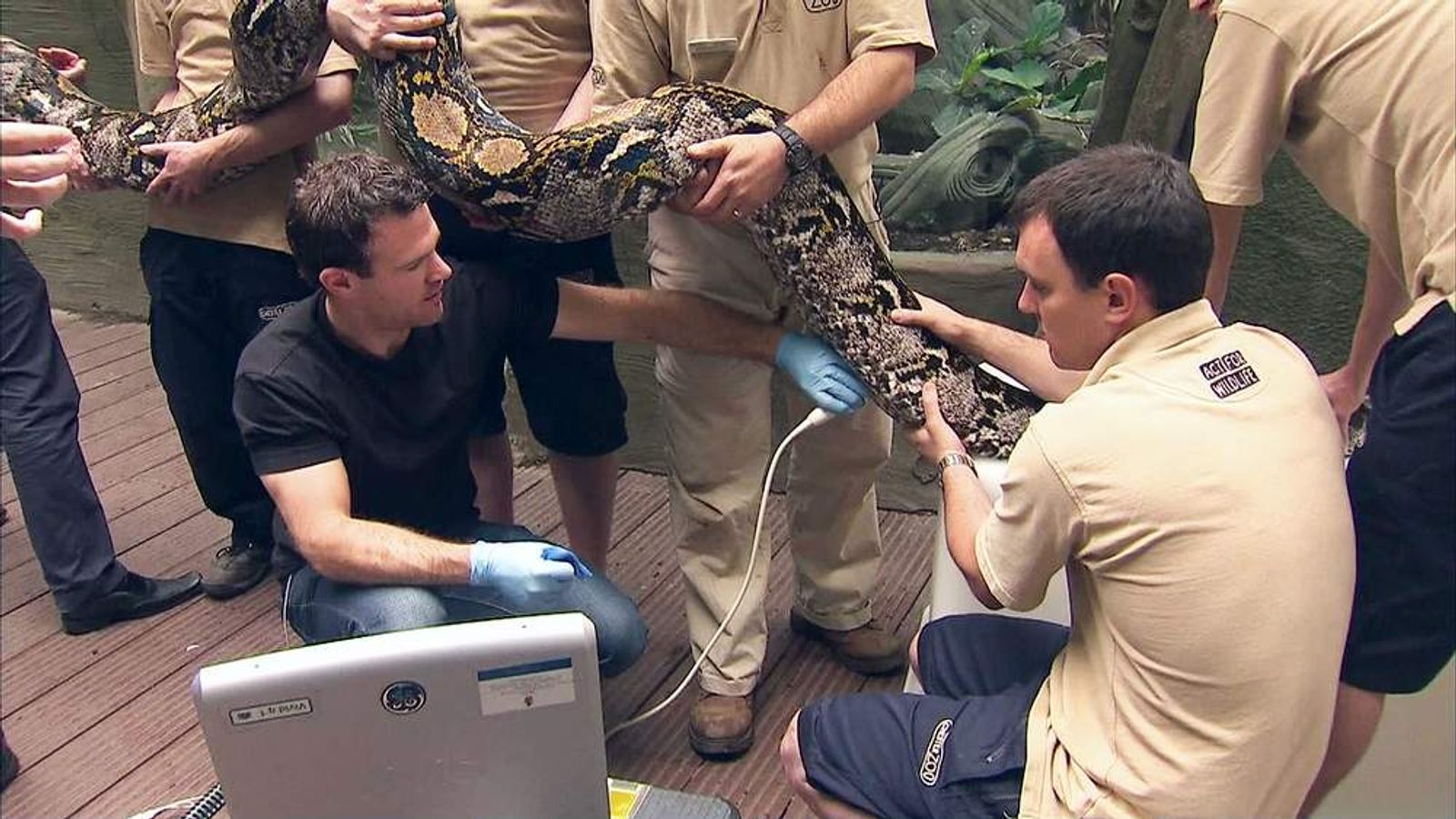 Chester Zoo Snake Gets Heart Ultrasound Scoop News Sky News