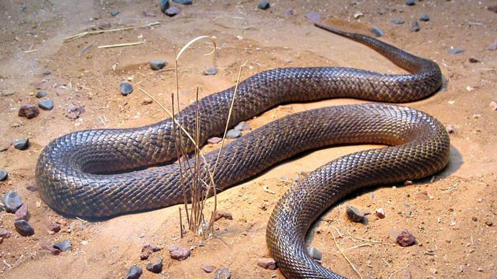 Boy Survives 'Most Venomous Snake' Bite | World News | Sky News