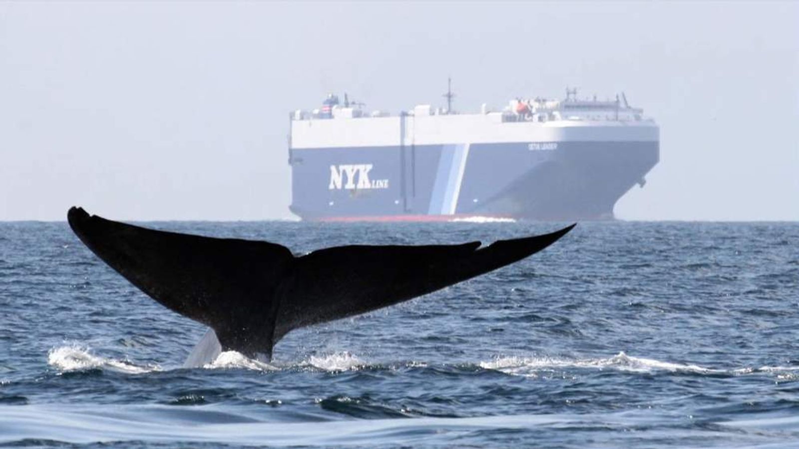 Ships Agree To Go Slow In Bid To Save Whales | US News | Sky News