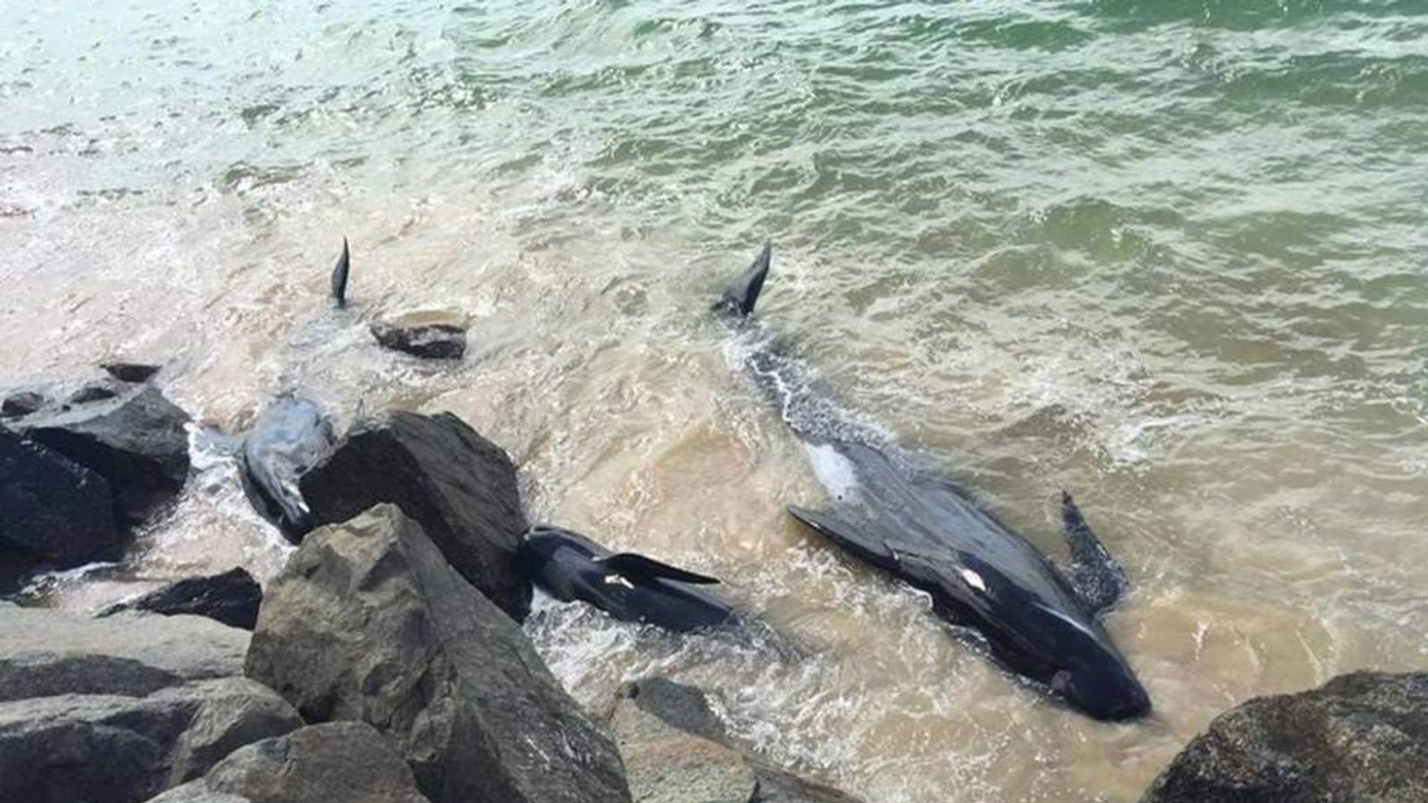Volunteers Battle To Save Stranded Whales World News Sky News