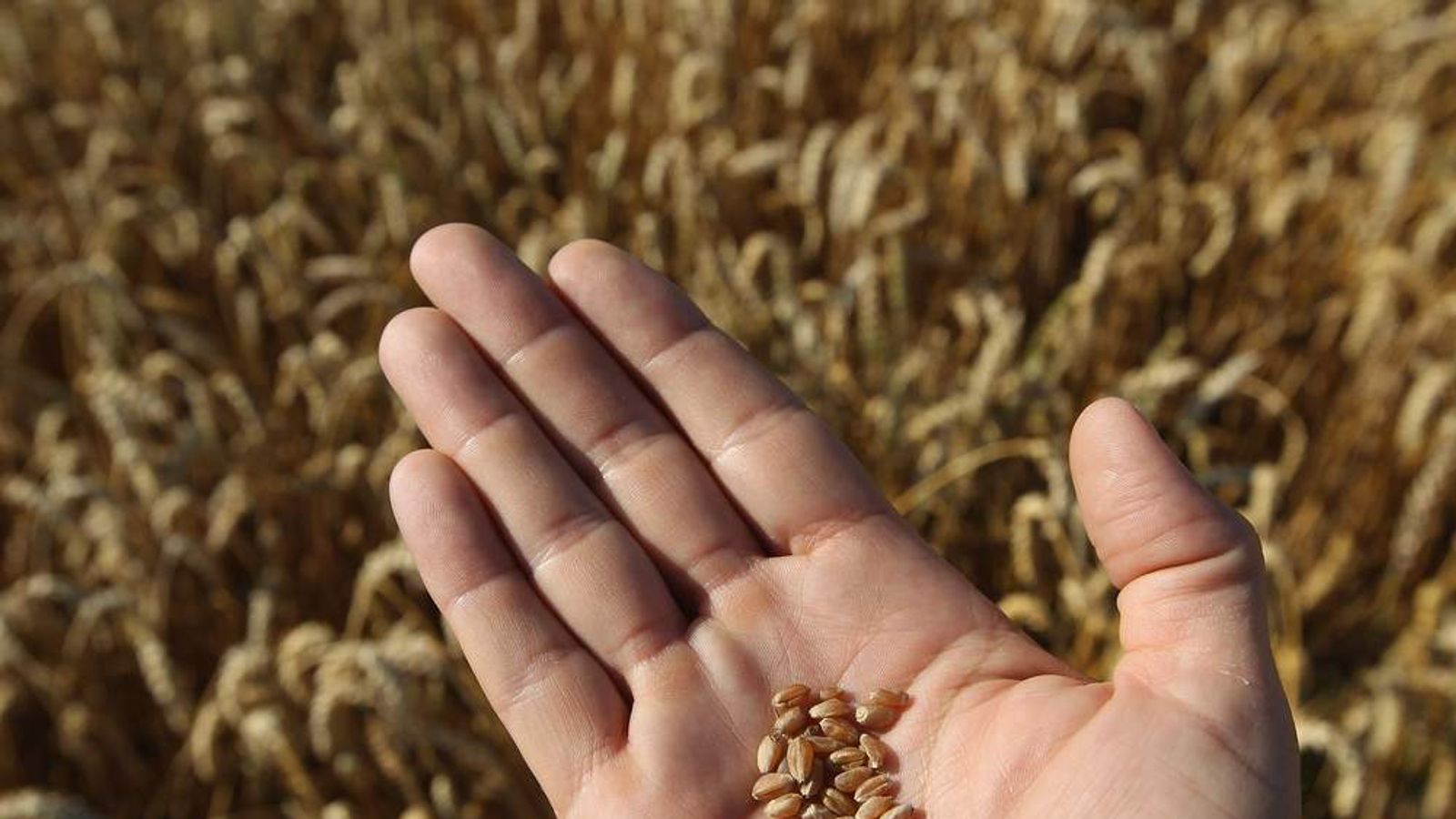 syria seeds from doomsday vault