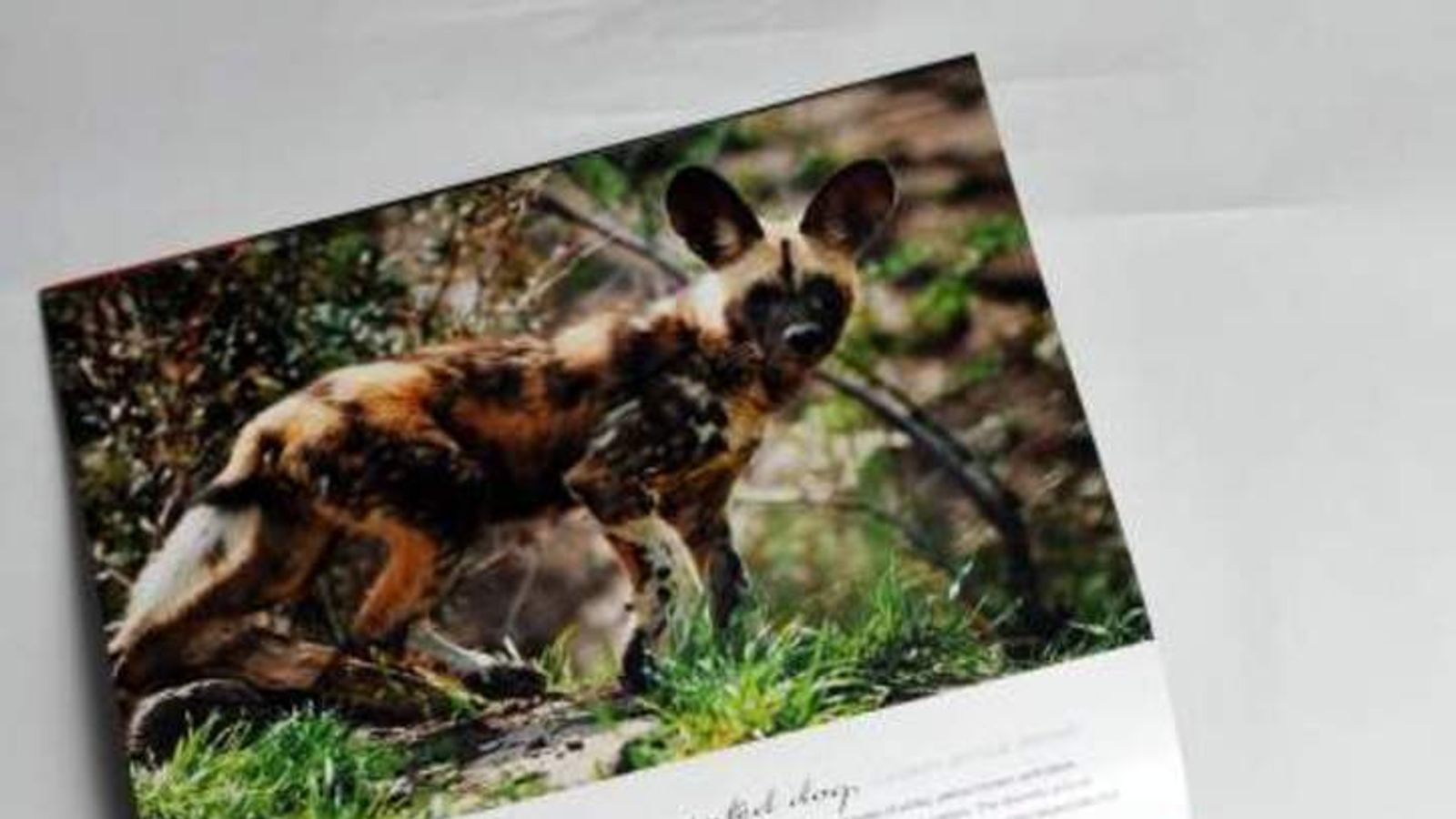 Zoo Calendar Shows Dogs Who Killed US Toddler | US News | Sky News