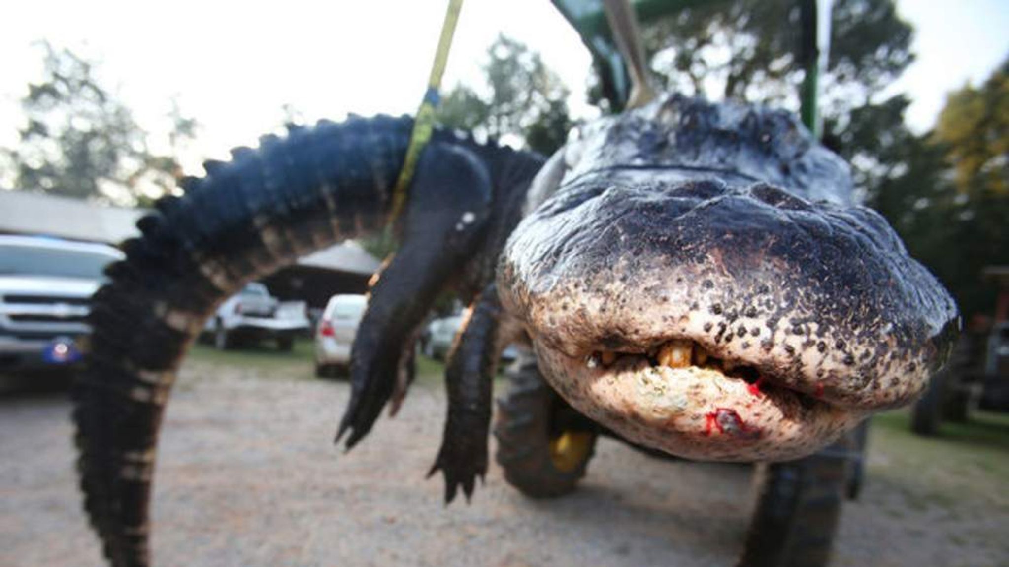 Самый страшный крокодил в мире