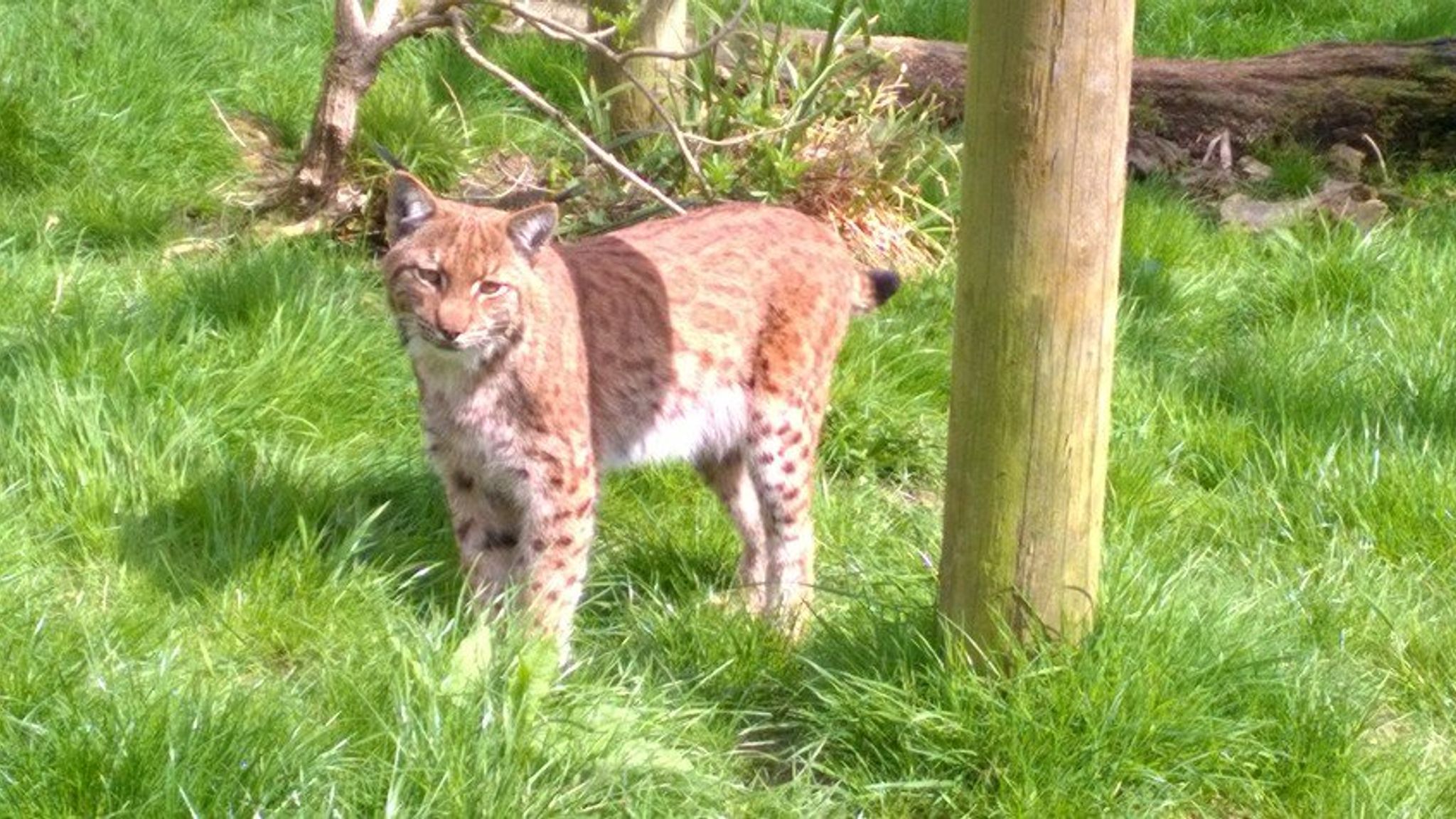 Recaptured Lynx Survived By Eating Rabbits | UK News | Sky News