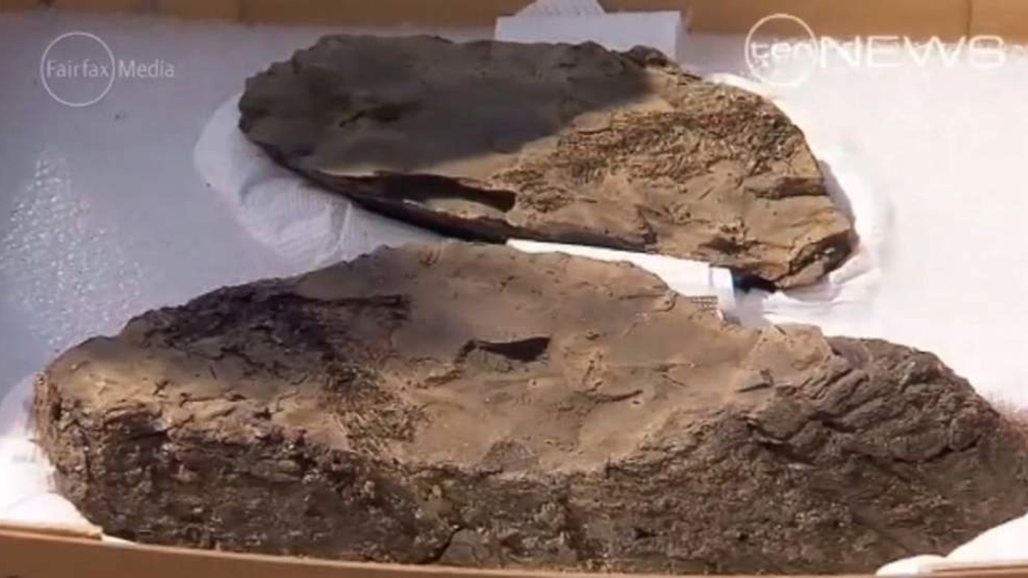Rare Fossils Found On Brisbane Building Site World News Sky News