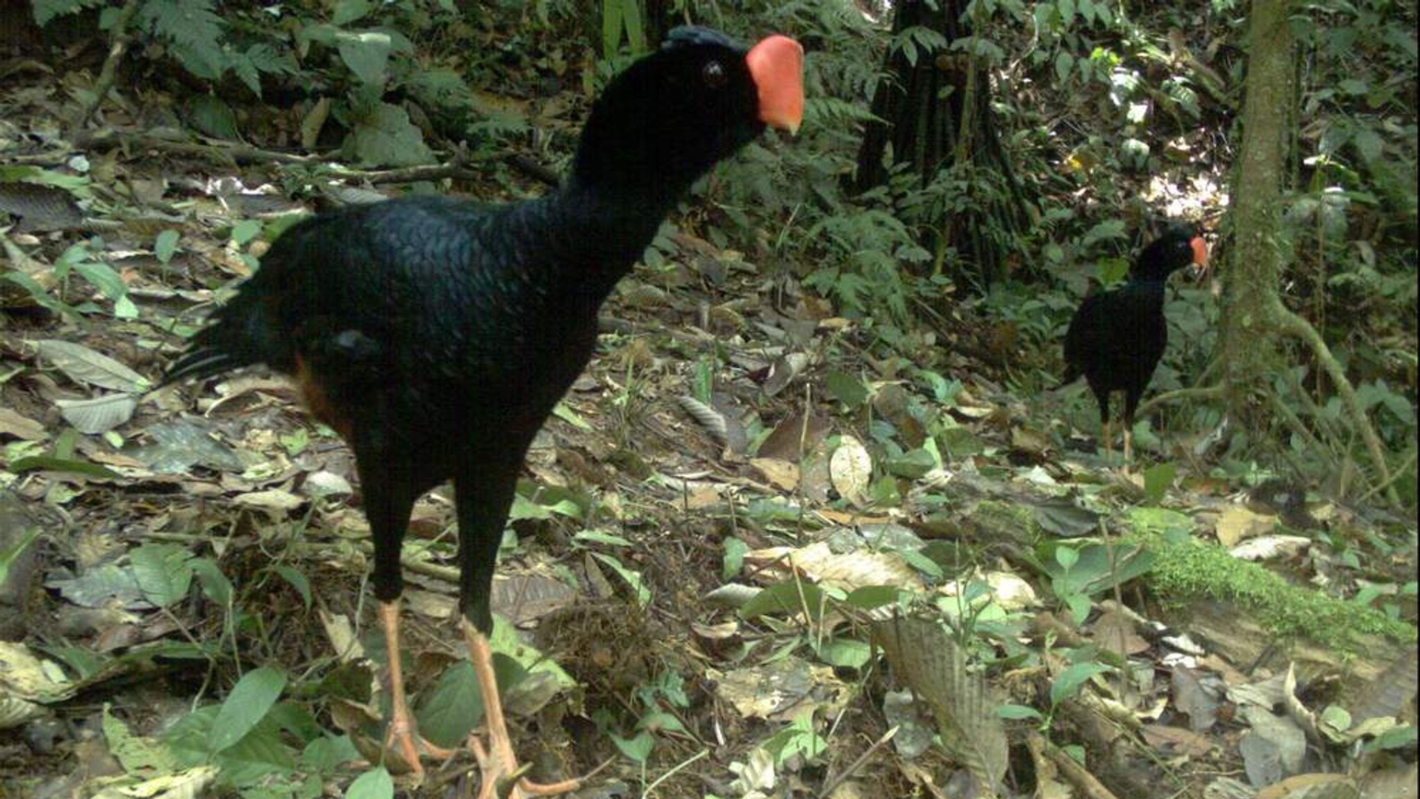 Animals May Help Predict Earthquakes - Study | World News | Sky News Animals May Help Predict Earthquakes - Study | World News | Sky News