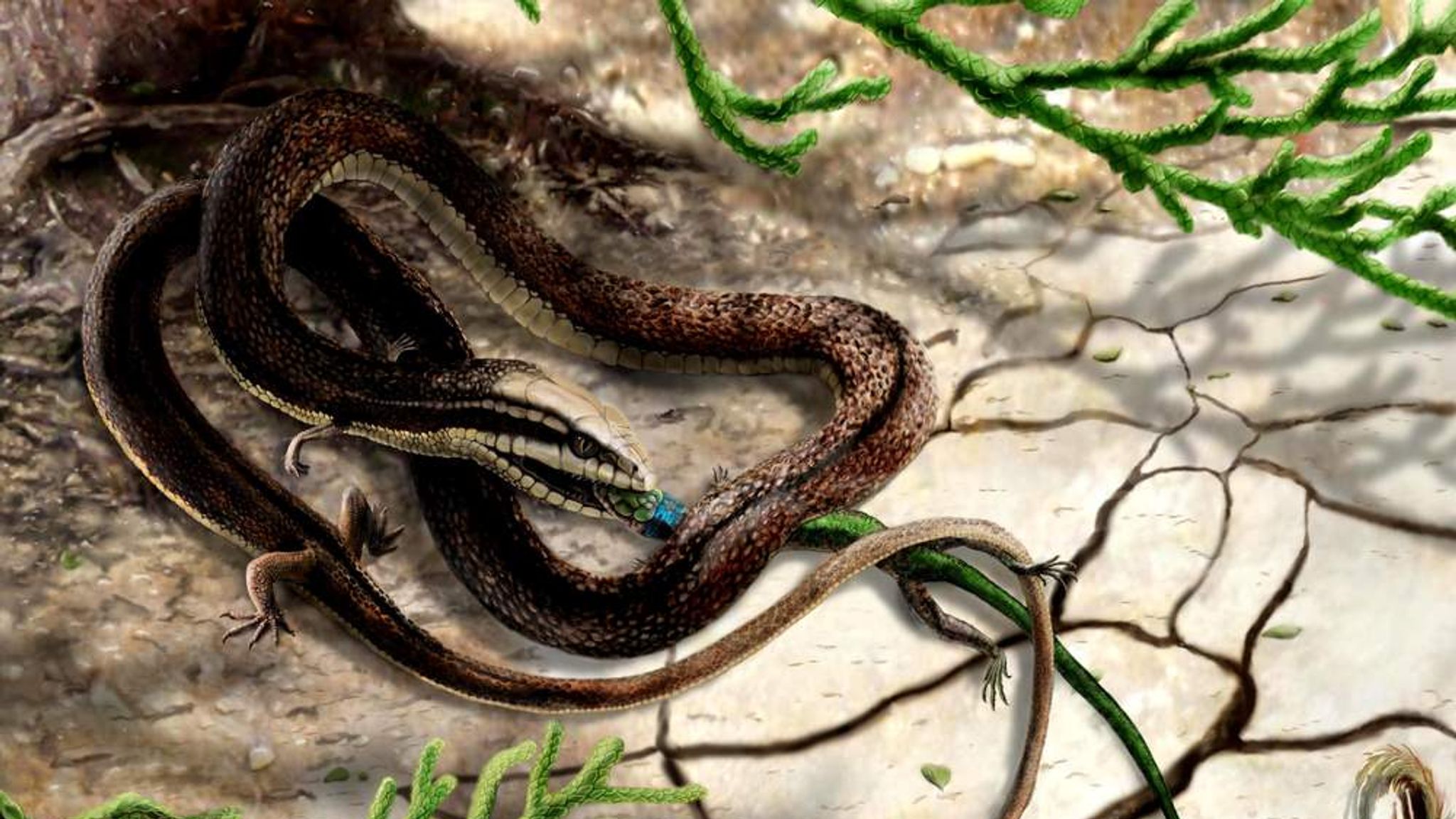 Эволюция змеи. Тетраподофис. Тетраподофис змея. Eupodophis descouensi.