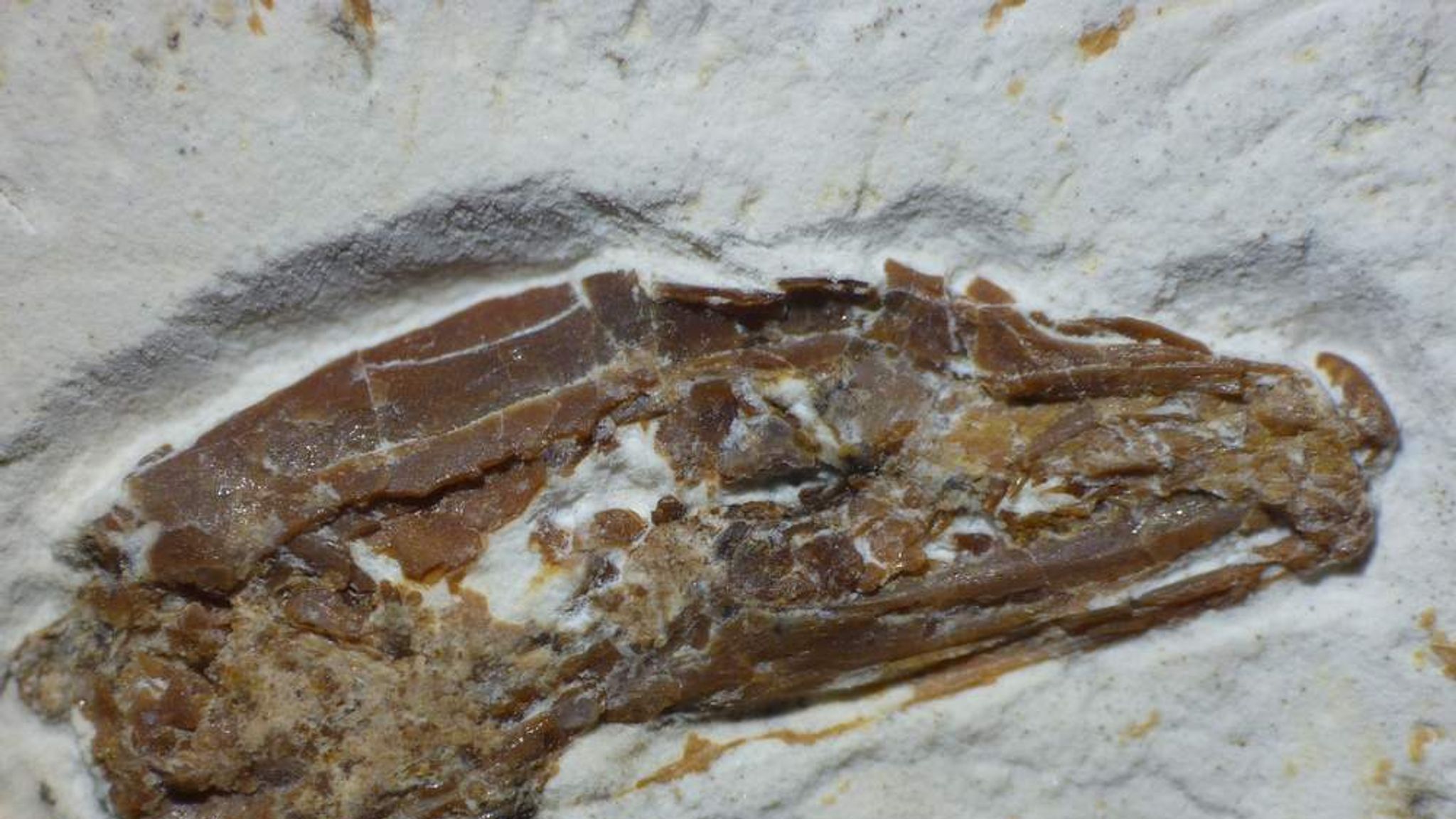 FourLegged Snake Fossil Found In Museum UK News Sky News