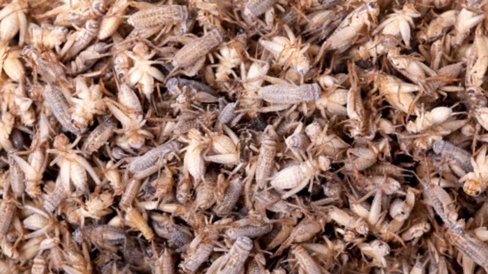 Dead Crickets Kick Up A Stink In US Town World News Sky News
