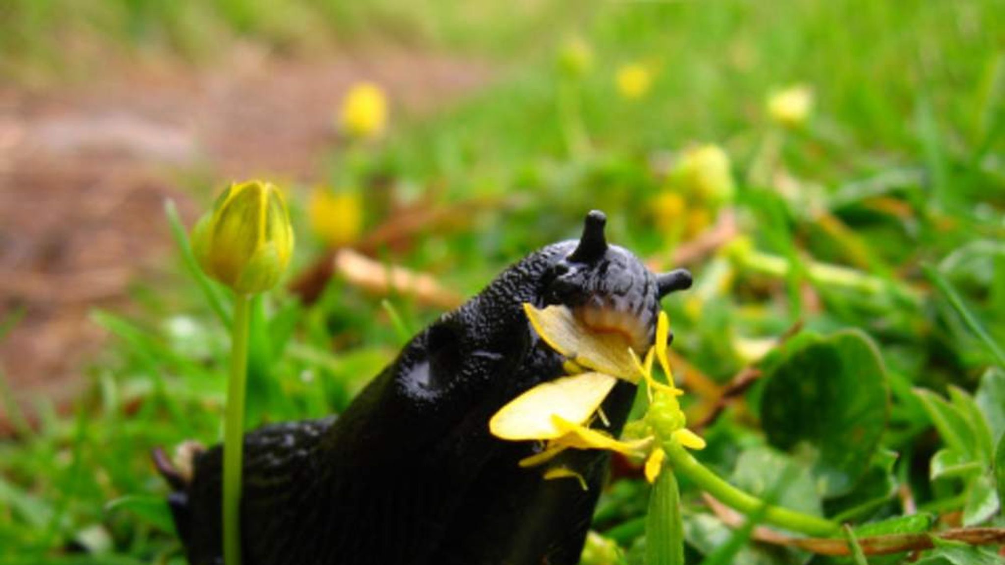 Warmer Weather Brings Garden Slug Invasion | UK News | Sky News