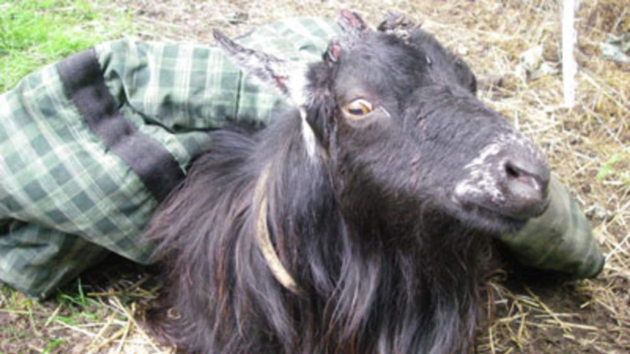 Goat's Horns Torn Out In 'Barbaric' Attack UK News Sky News