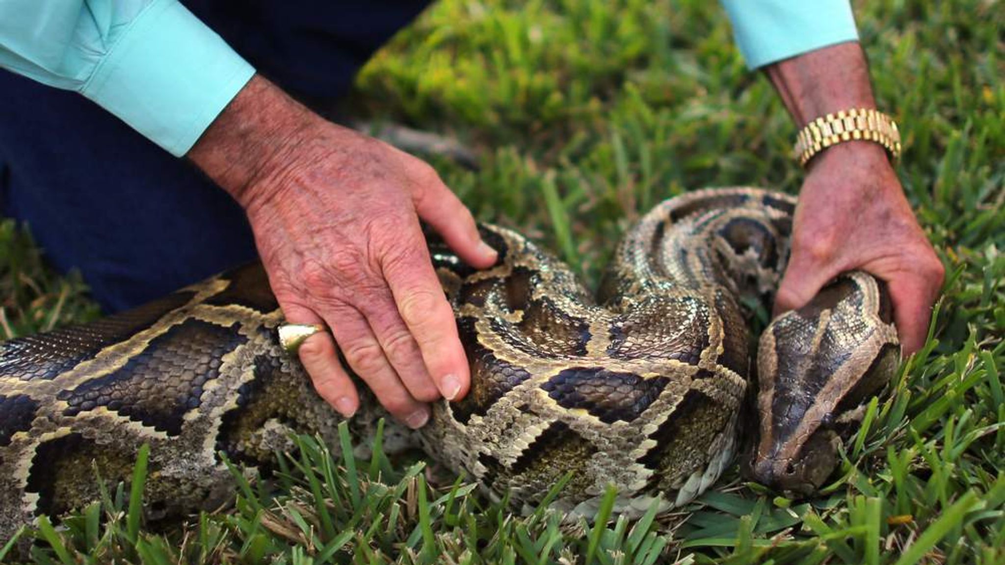 Florida Python Hunt: Only 11 Snared So Far | US News | Sky News