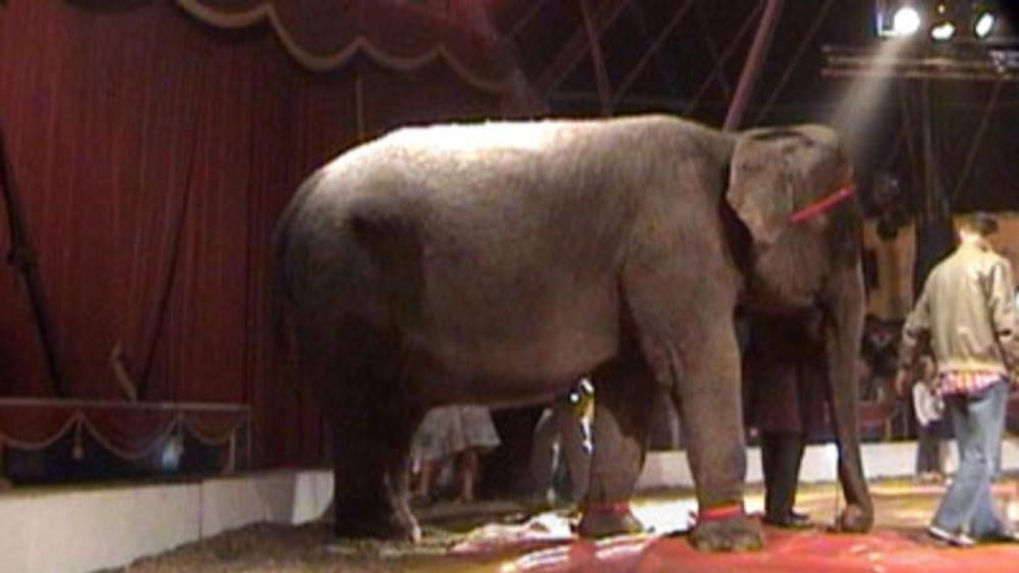 MPs Back Ban On Wild Animals In Circuses UK News Sky News