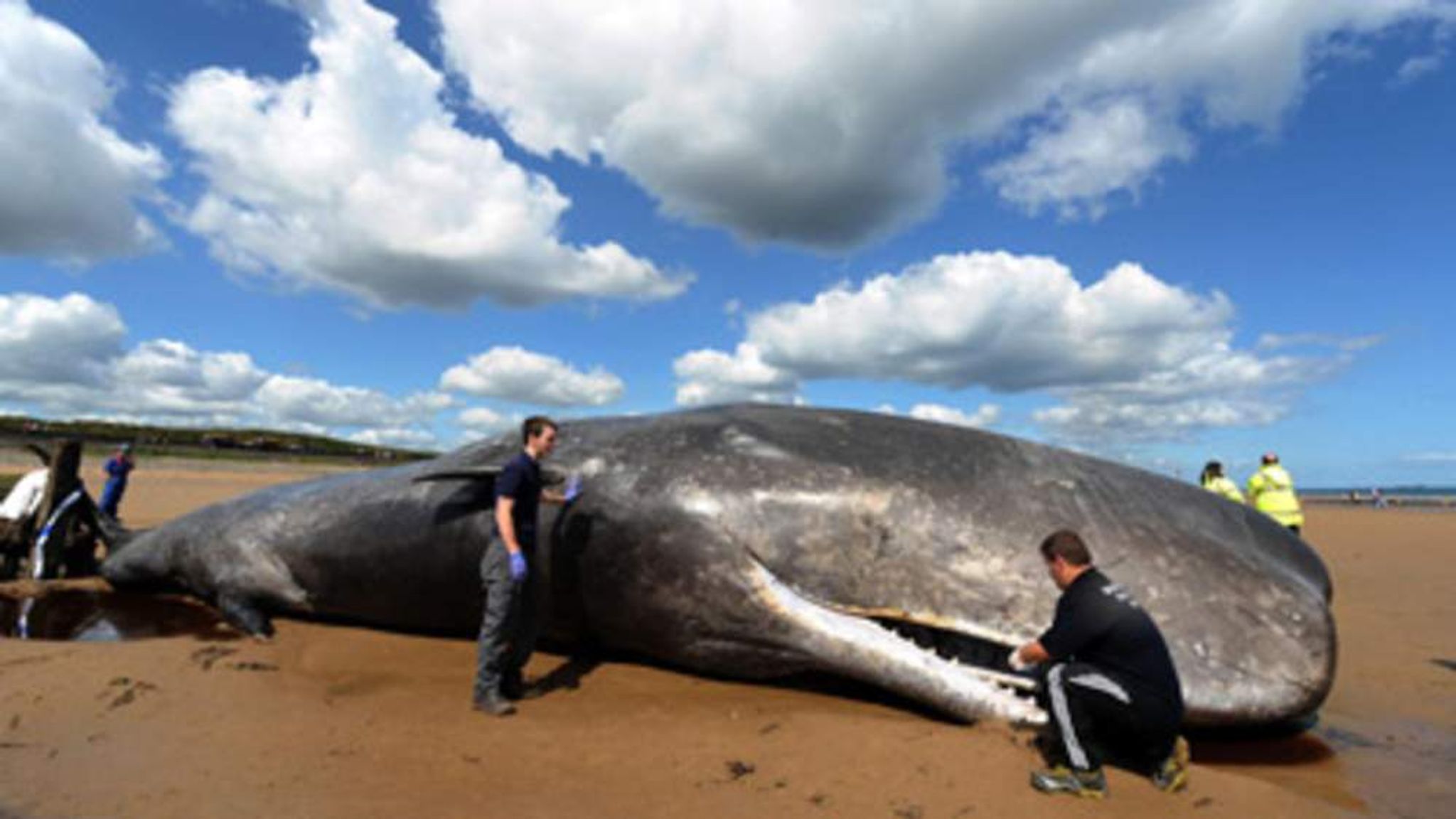 Кошелот. Гигантский кит. Самый крупный кит в мире. Самый большой Кашалот в мире. Гигантский синий кит.