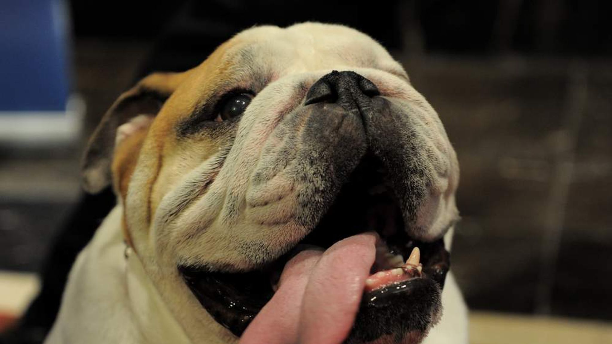 Bulldog Accidentally Shoots His Owner | US News | Sky News