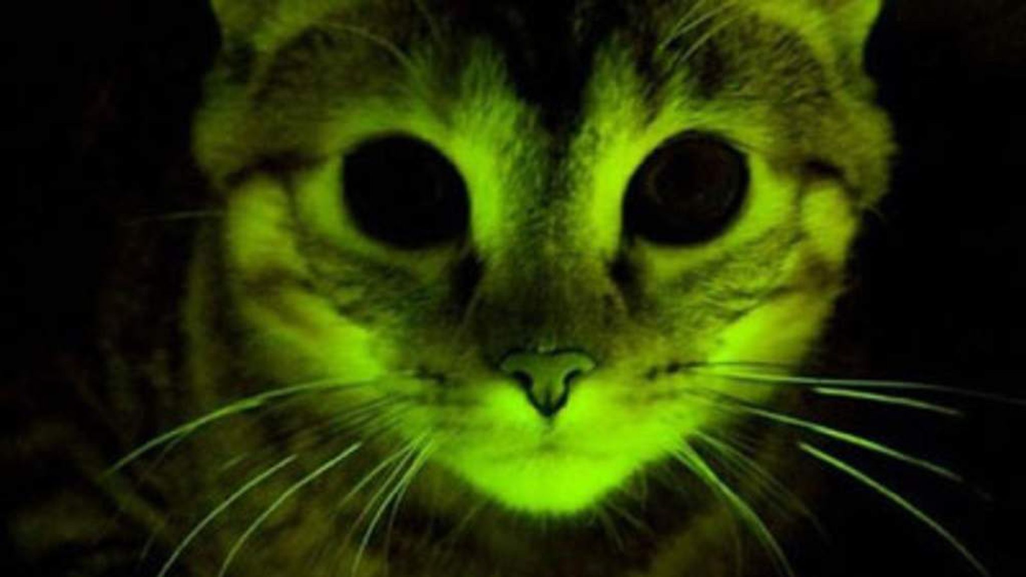 glow in the dark cat experiment