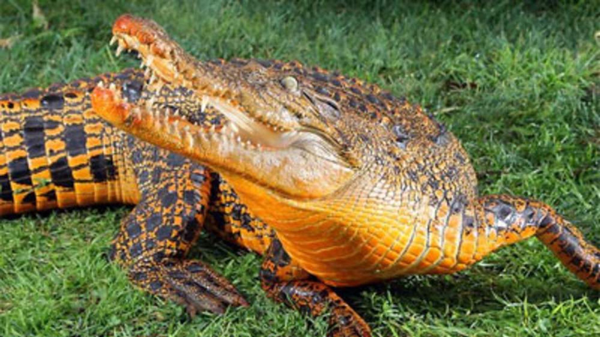 Snazzy Snappy: Croc Turns Bright Orange | Scoop News | Sky News