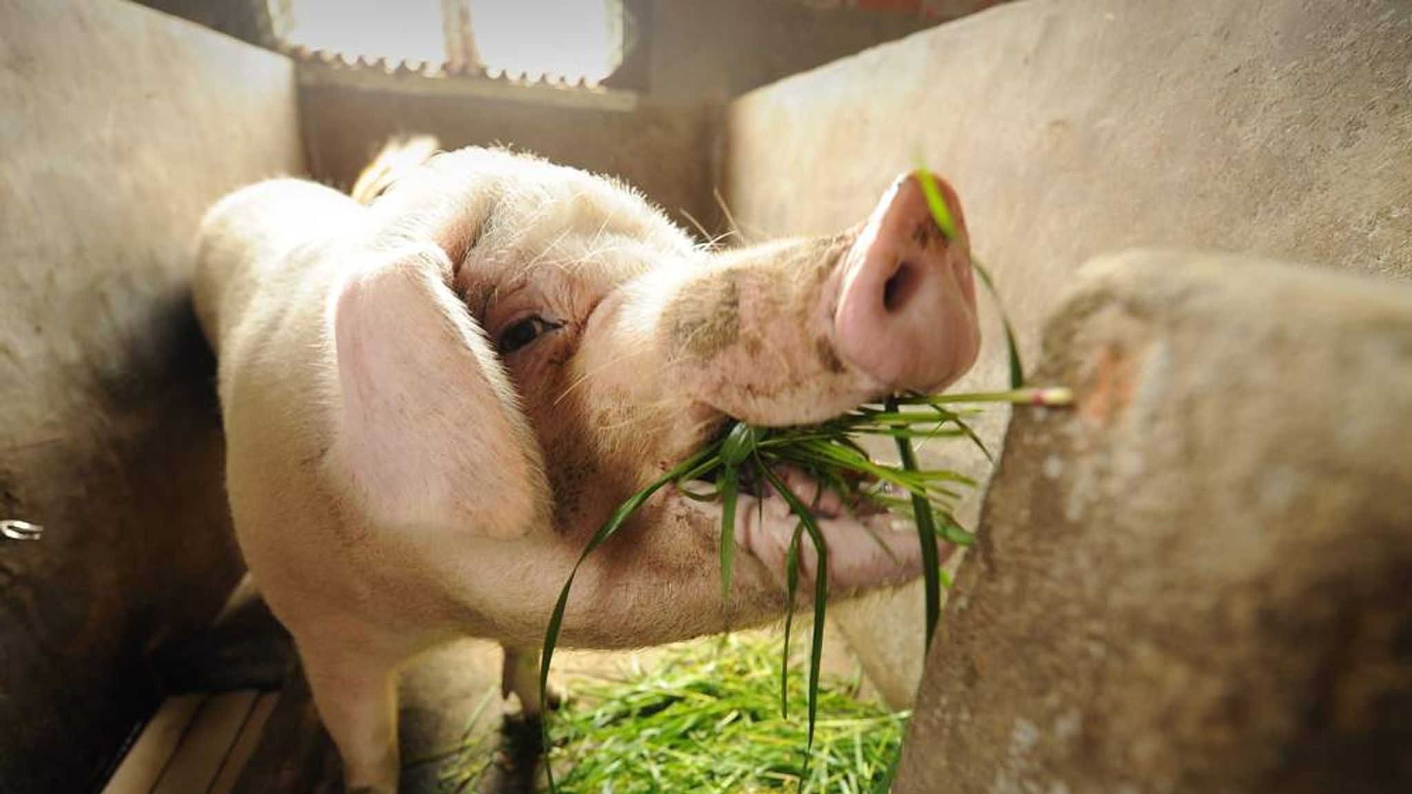 China Buys World's Biggest Pork Producer | Money News | Sky News