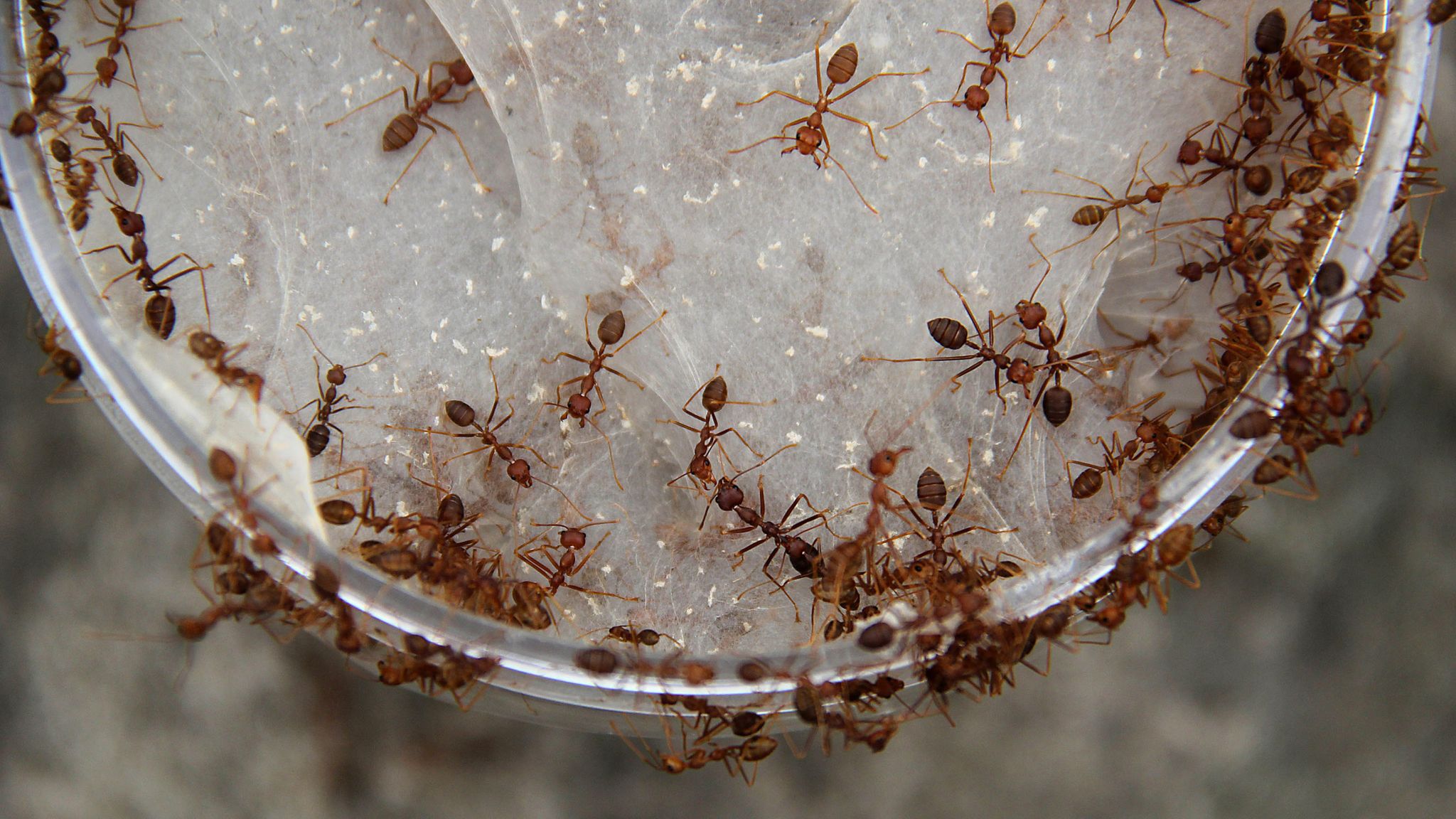 Чего боятся муравьи