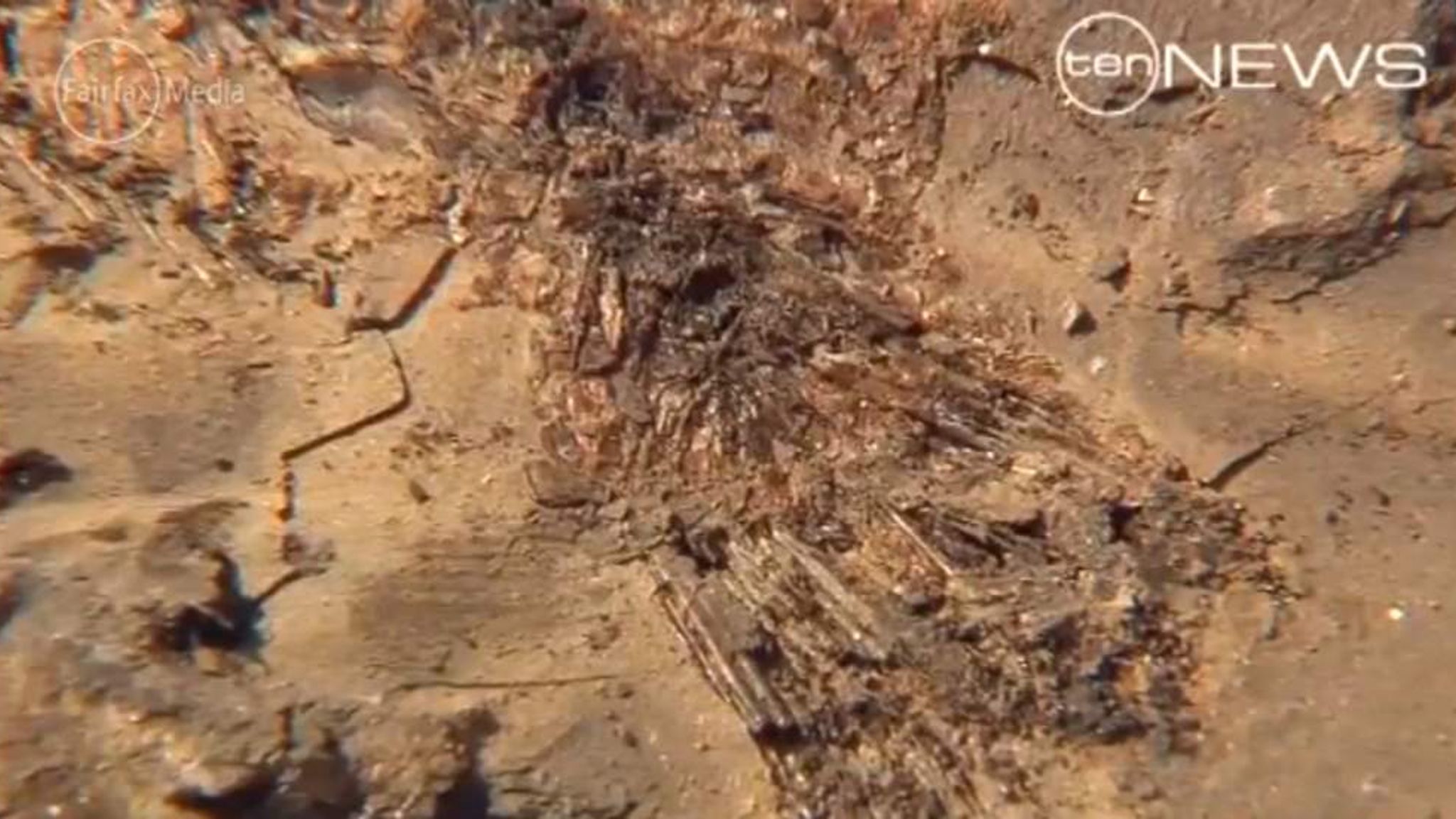 Rare Fossils Found On Brisbane Building Site World News Sky News