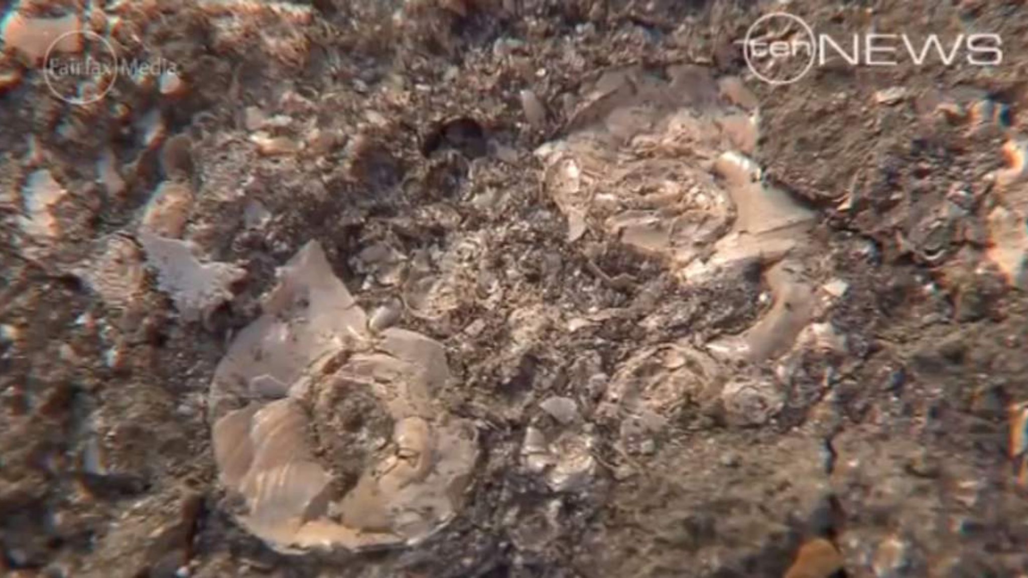 Rare Fossils Found On Brisbane Building Site World News Sky News