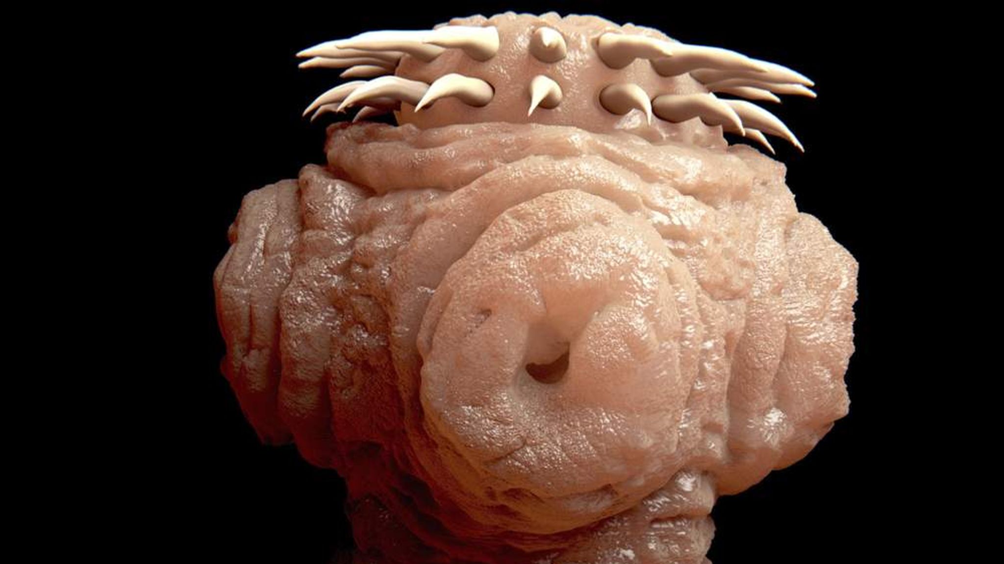 Tapeworm Lives In Man's Brain For Four Years UK News Sky News