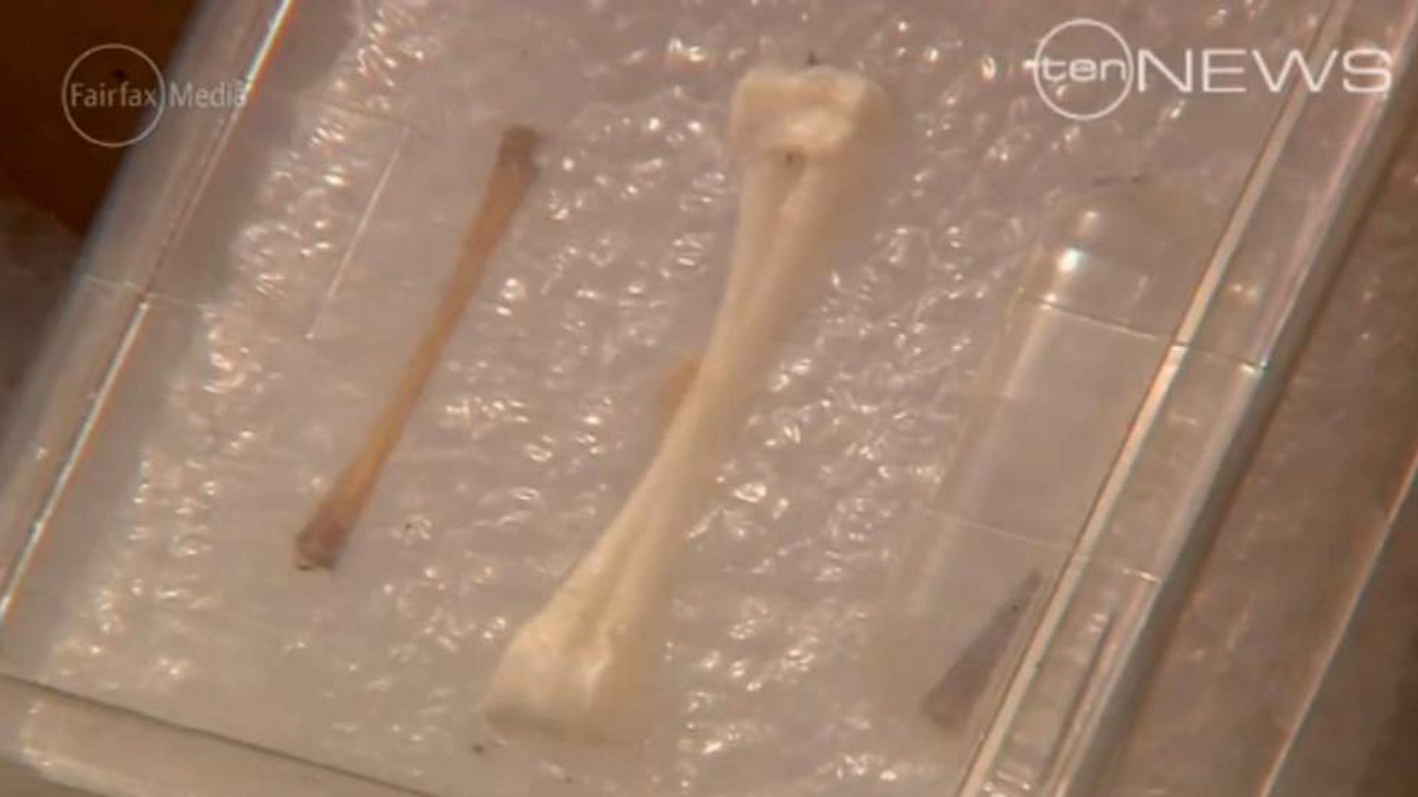 Rare Fossils Found On Brisbane Building Site World News Sky News