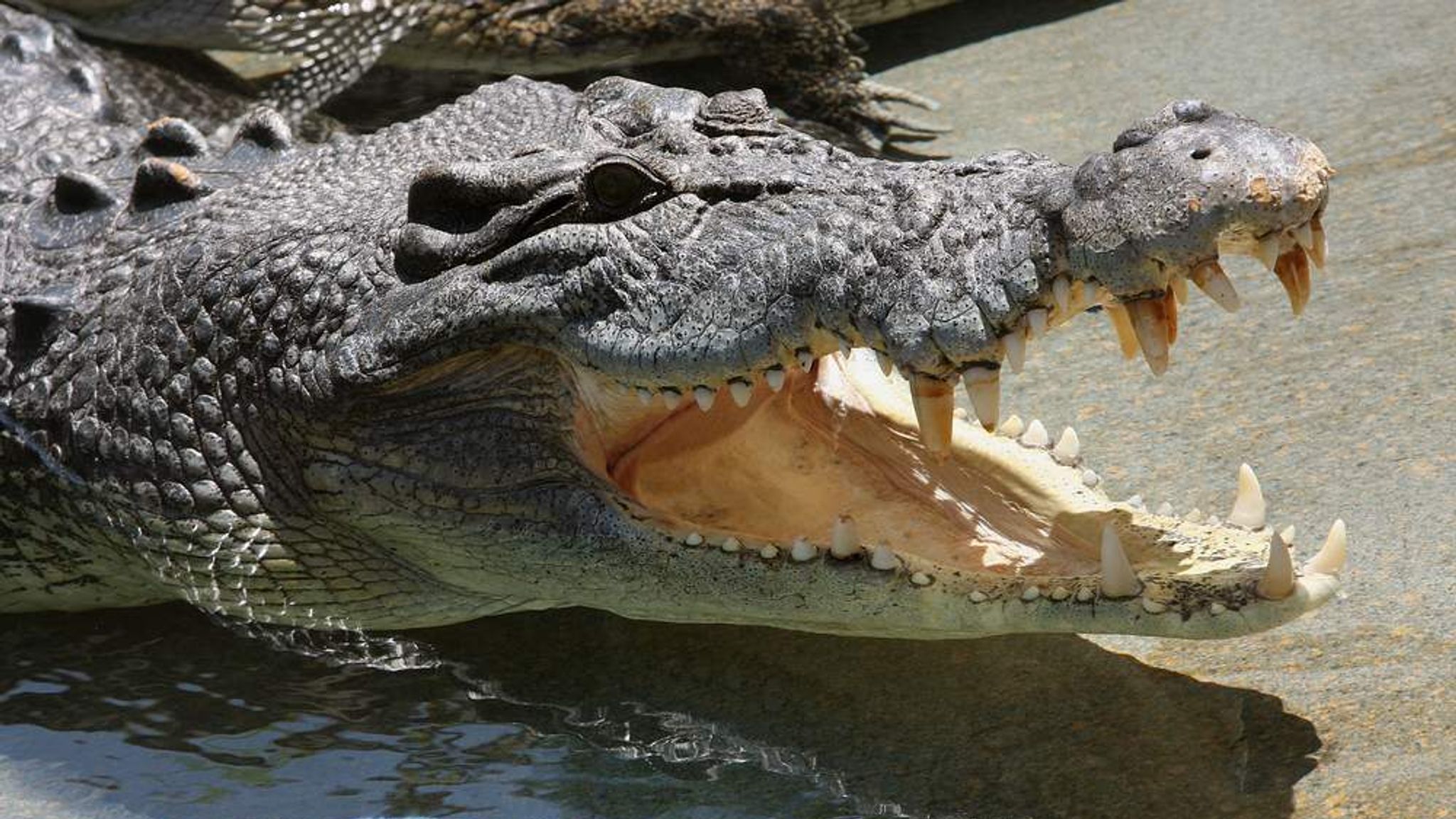 Самый большой аллигатор. Австралийский узкорылый крокодил. Гребнистый крокодил зубы. Гребнистый крокодил крокодилы. Животные Австралии гребнистый крокодил.