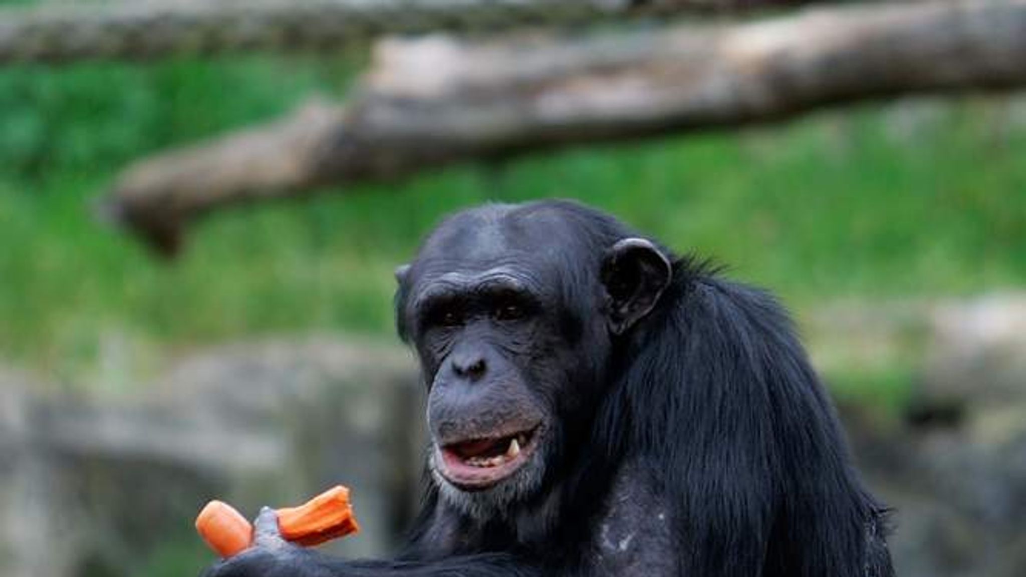 chimpanzee attack