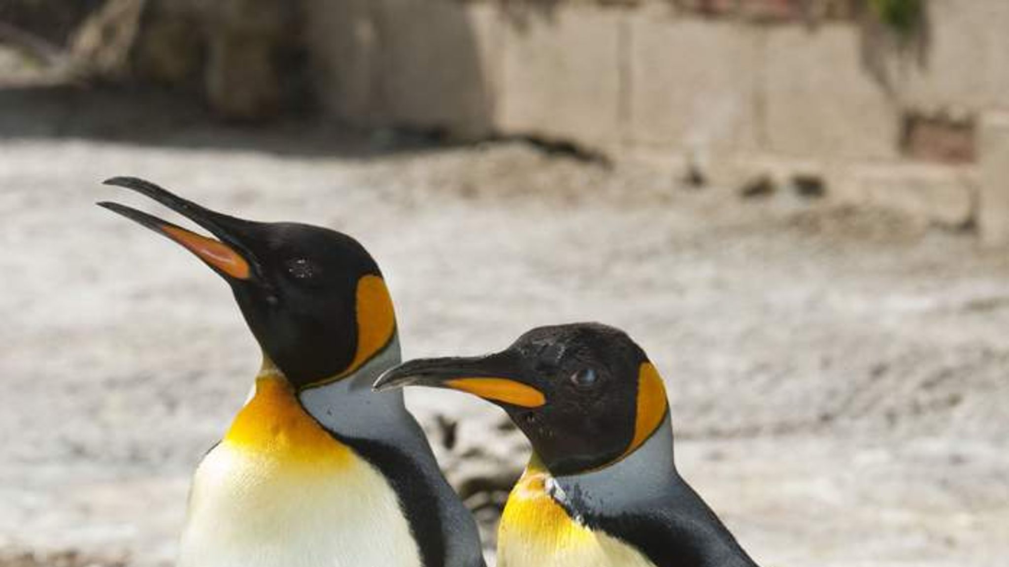 Missy The Penguin Could Be World's Oldest | UK News | Sky News