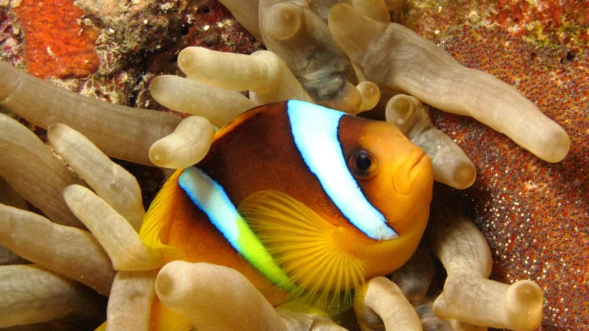 Coral Reef Clown Fish Nemo Breeding Dory | Hakai Magazine