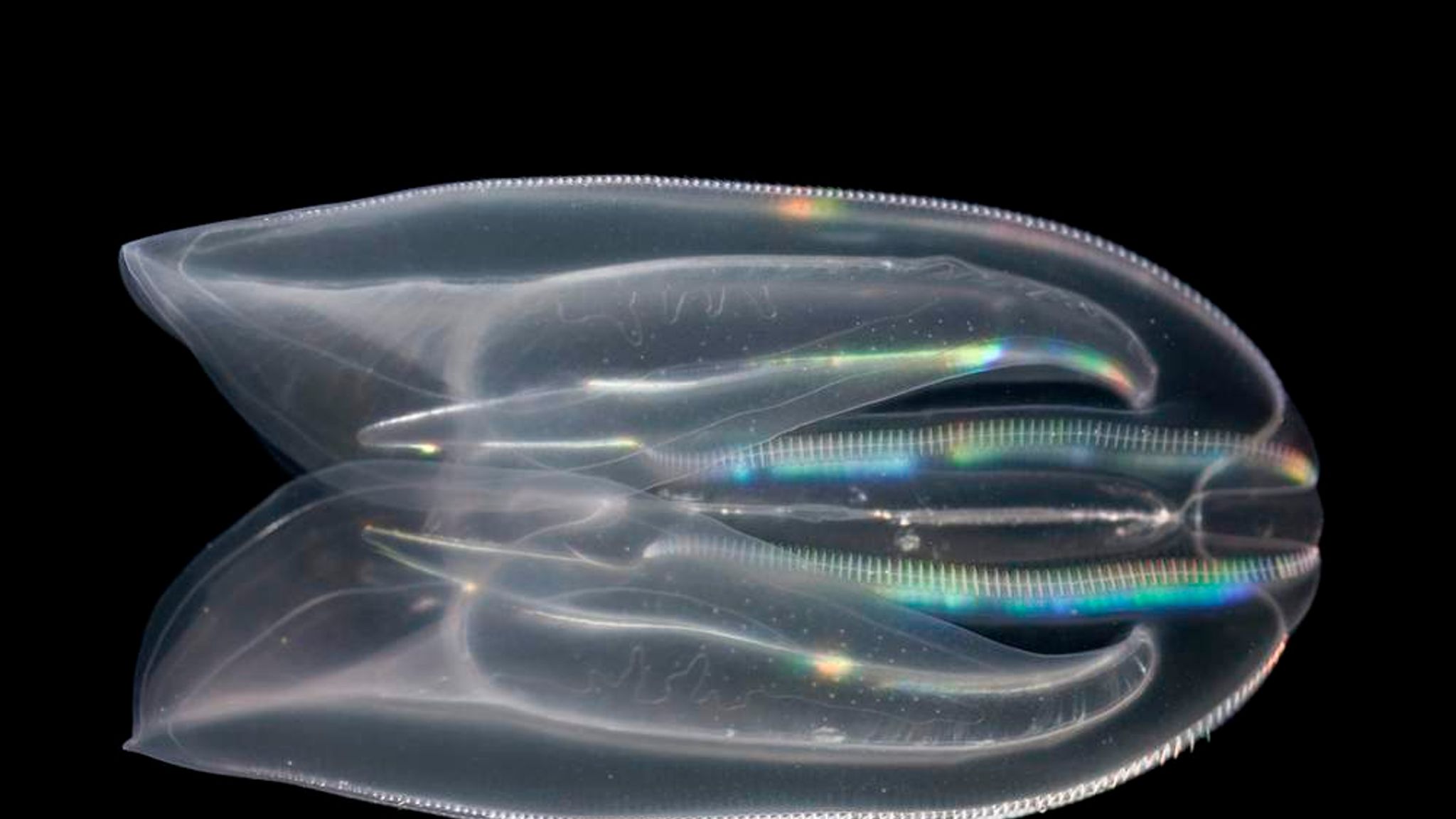 Comb Jelly Squeezes Out Sponge As First Animal Scoop News Sky News