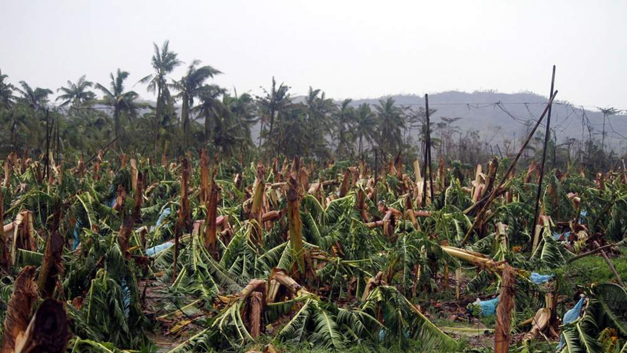 Командировка в африку. Банановый лес в Африке. Засуха на банановой плантации. Тайфун в Африке.