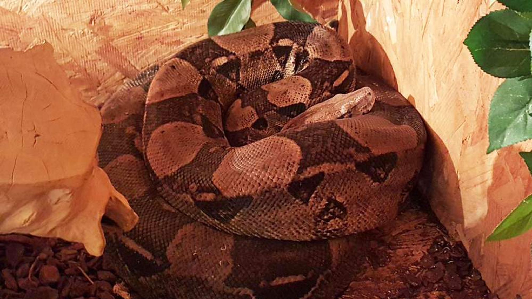 pet boa constrictor in mobile home park