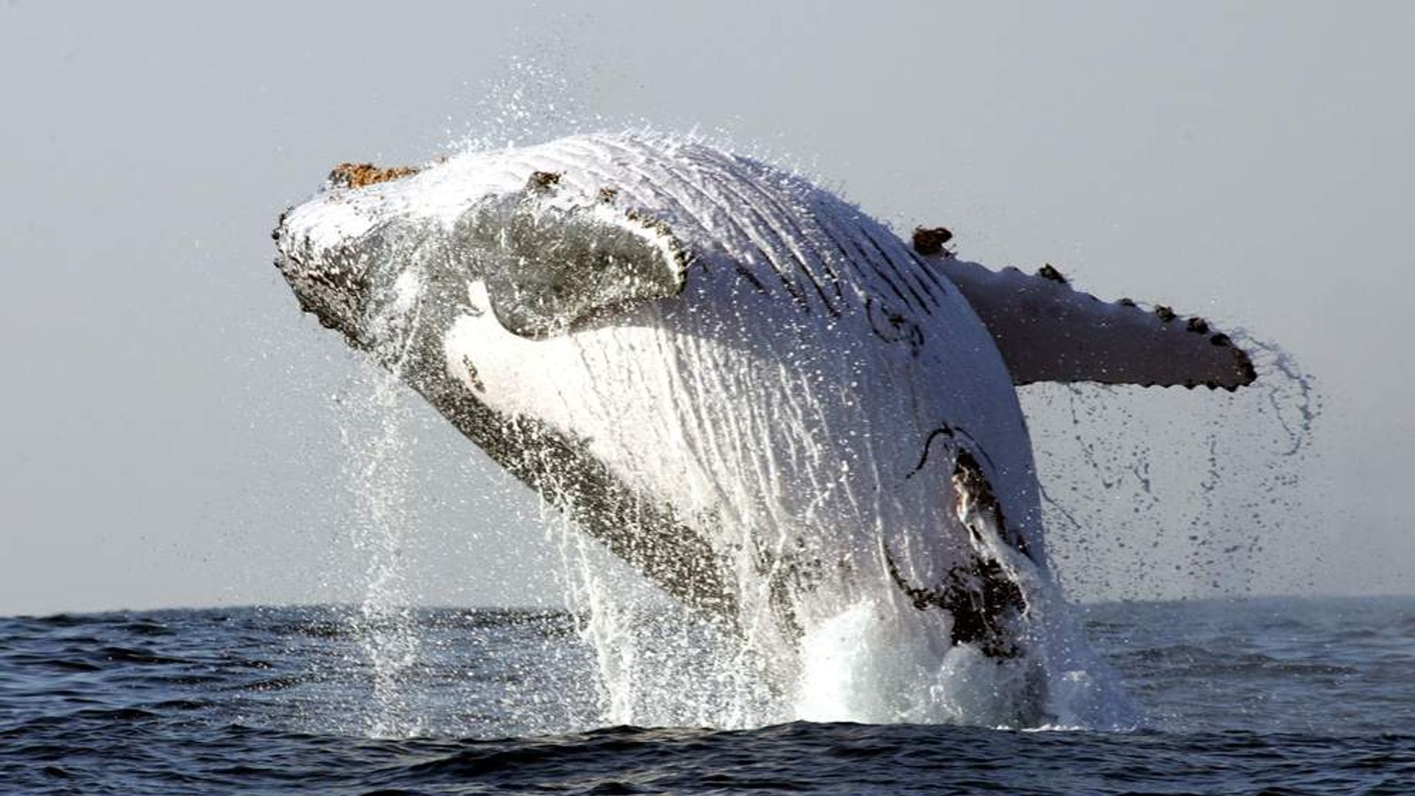whale breaching on boat