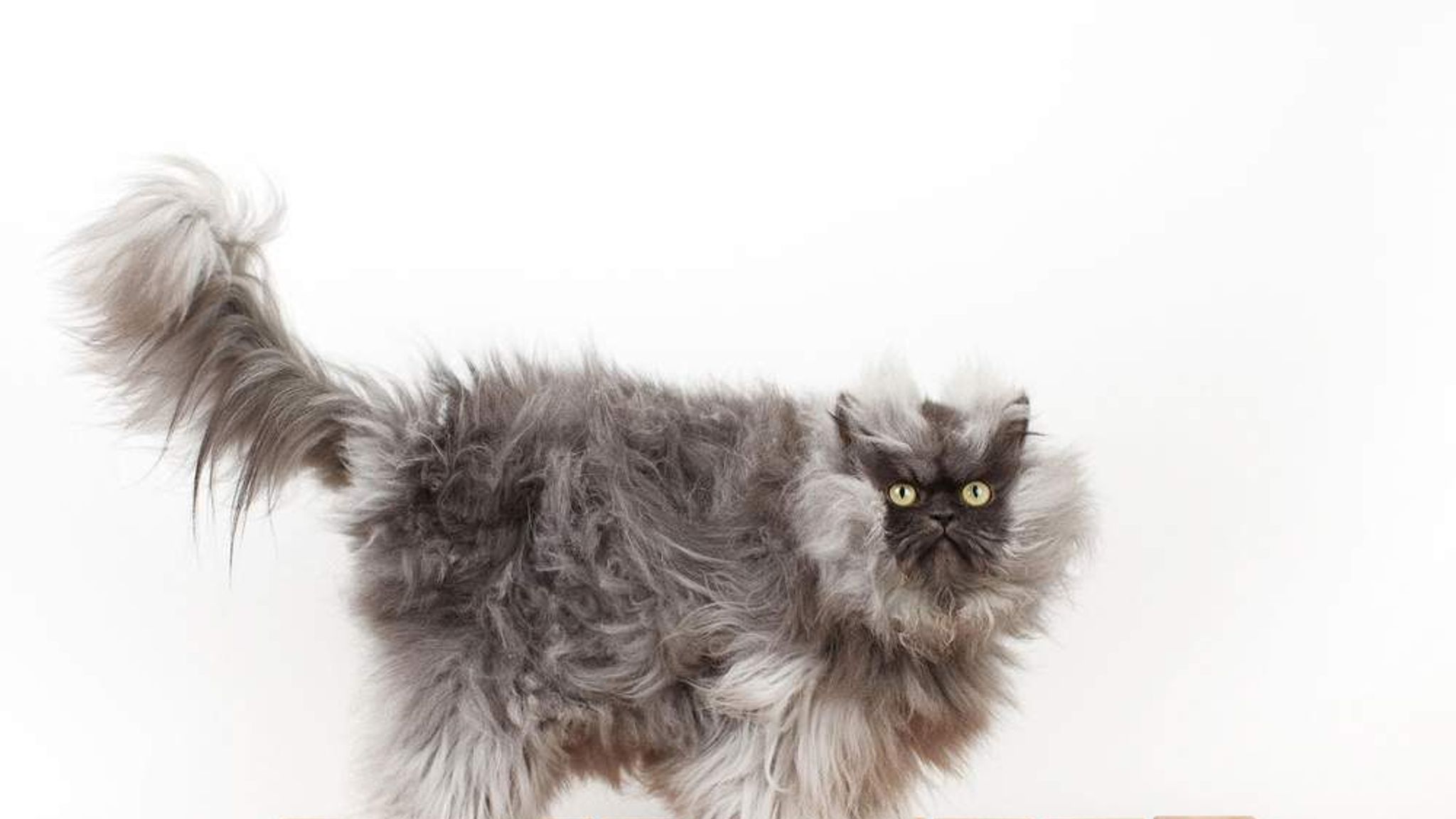 Furriest Cat Colonel Meow Snatches World Record Scoop News Sky News