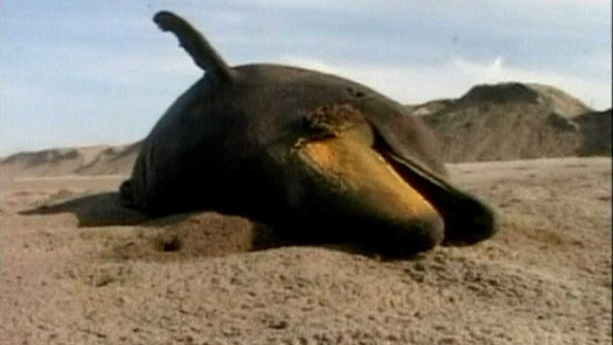 Peru: Dozens Of Dead Sea Creatures Washed Up | World News | Sky News