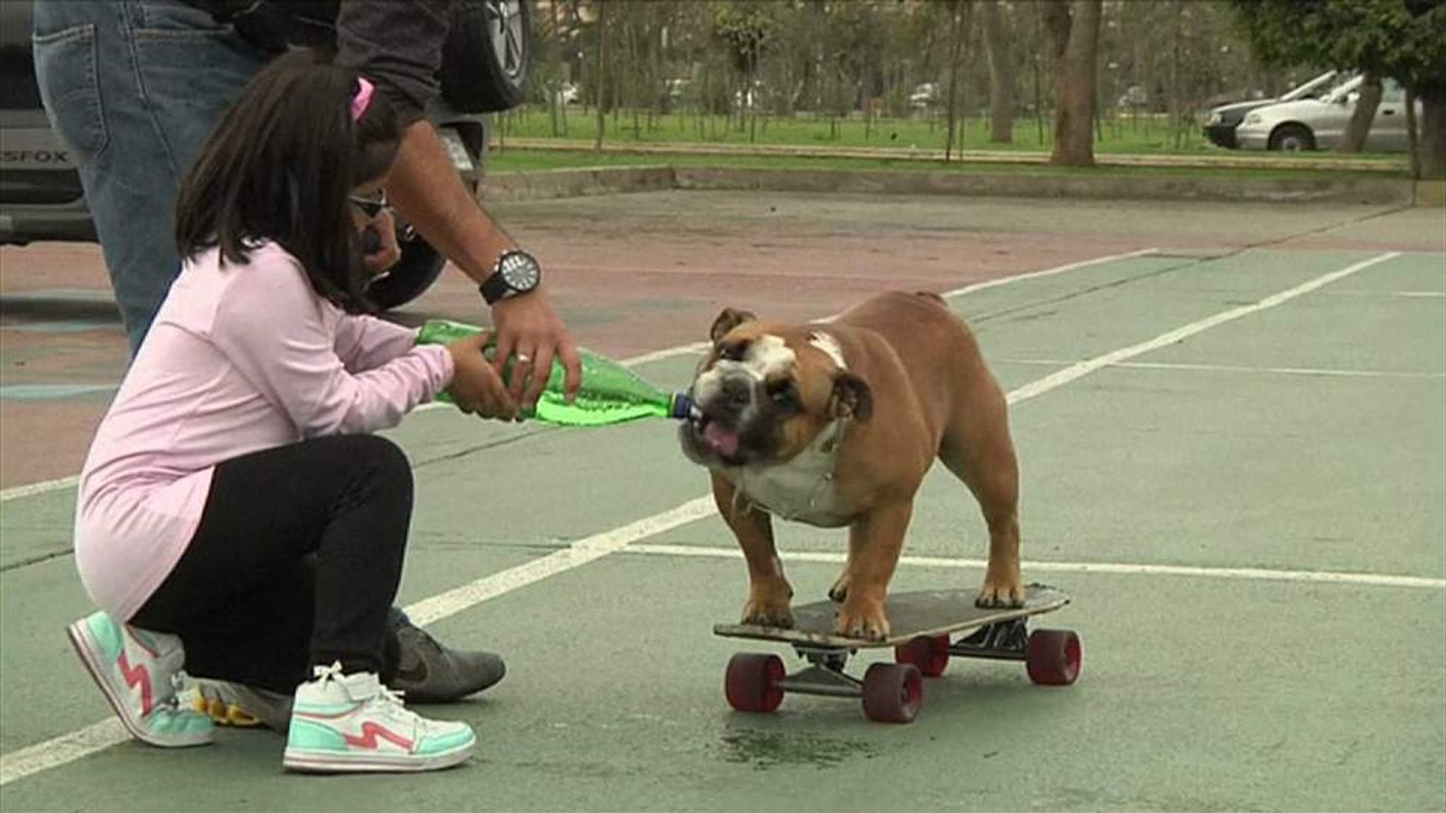 how do you teach a bulldog to skateboard