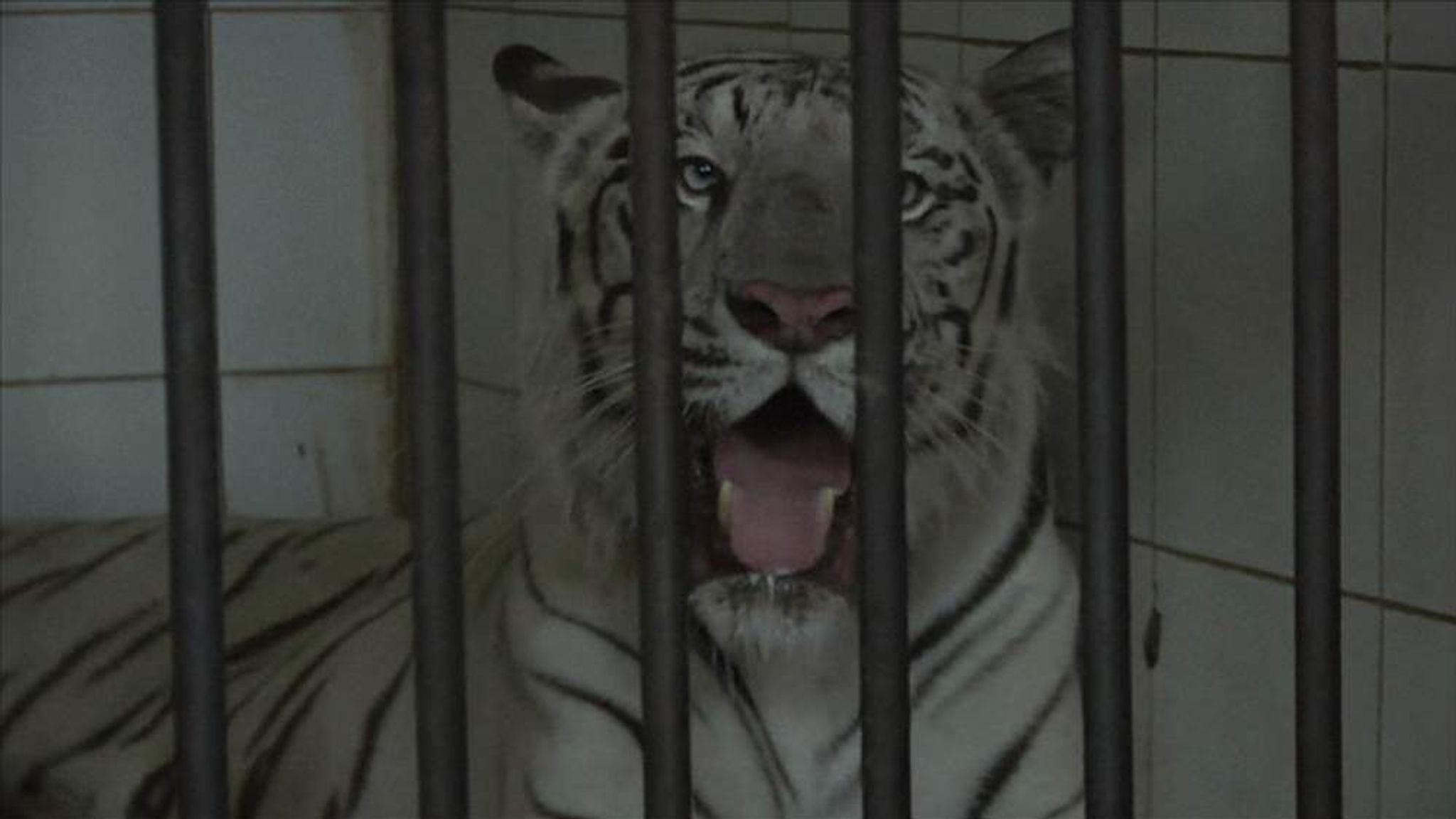 White Tiger Mauls Man To Death In Zoo Horror, World News