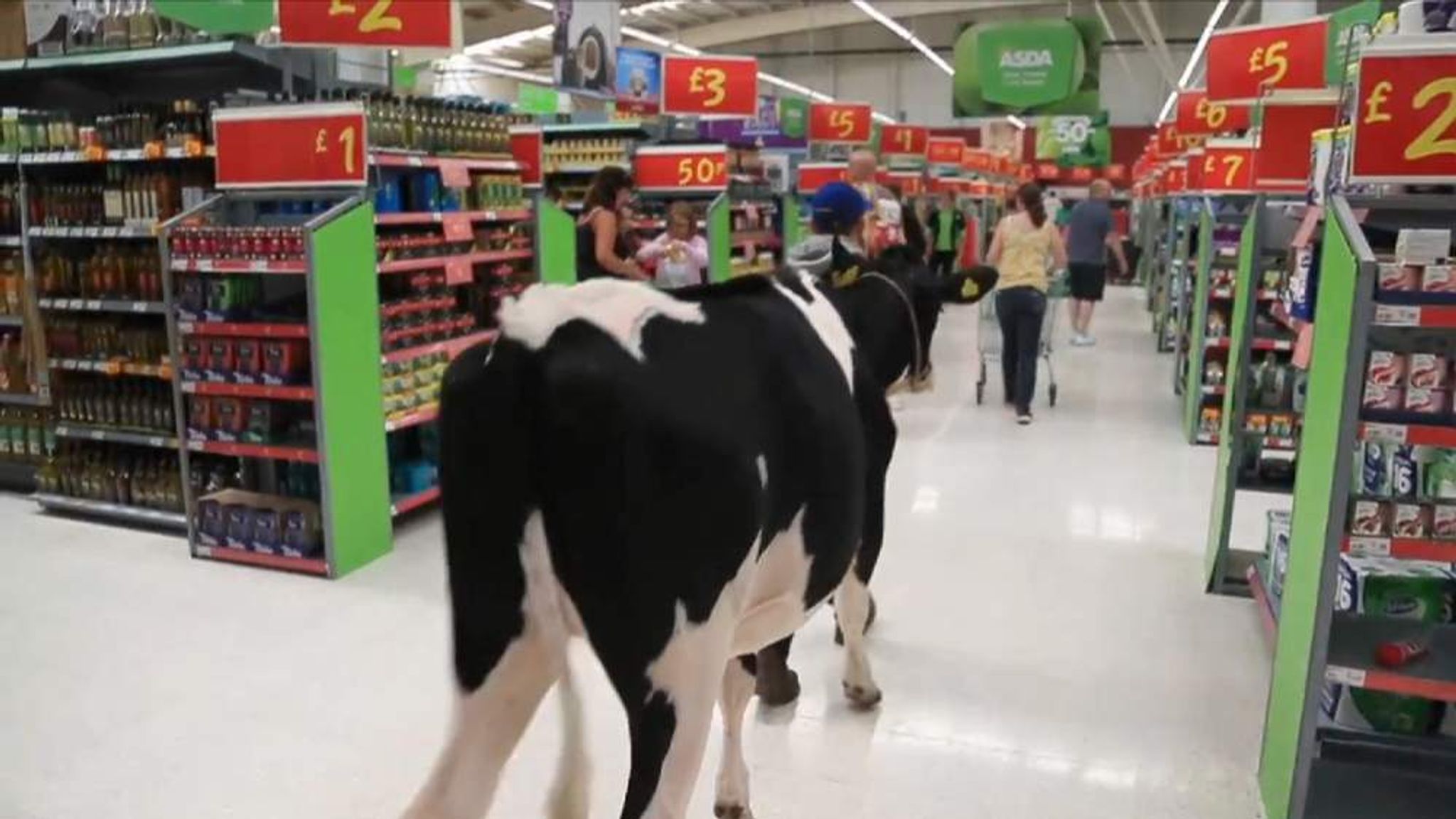 Cows In Supermarket As Milk Crisis Summit Held UK News Sky News