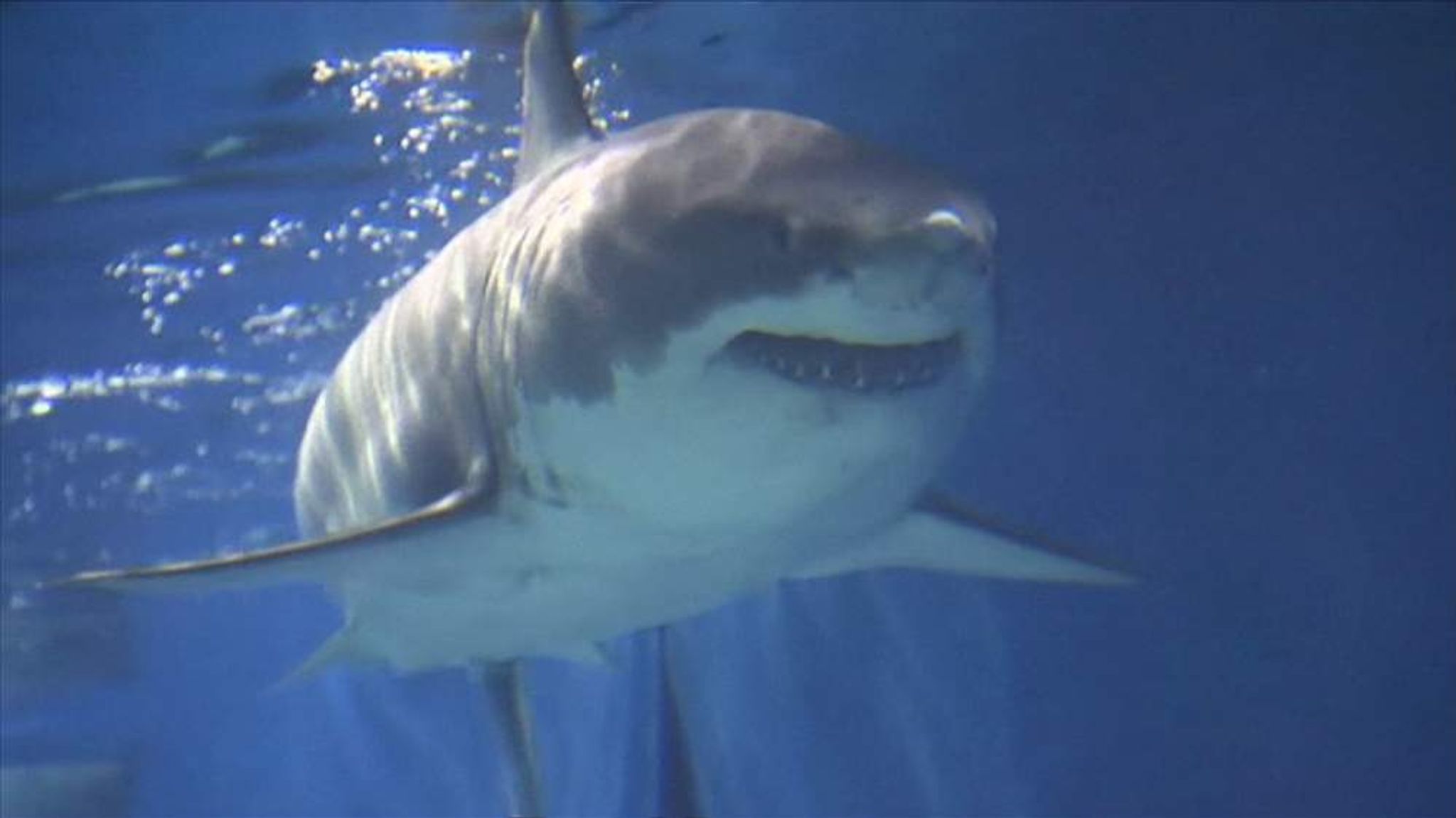 great white shark in aquarium