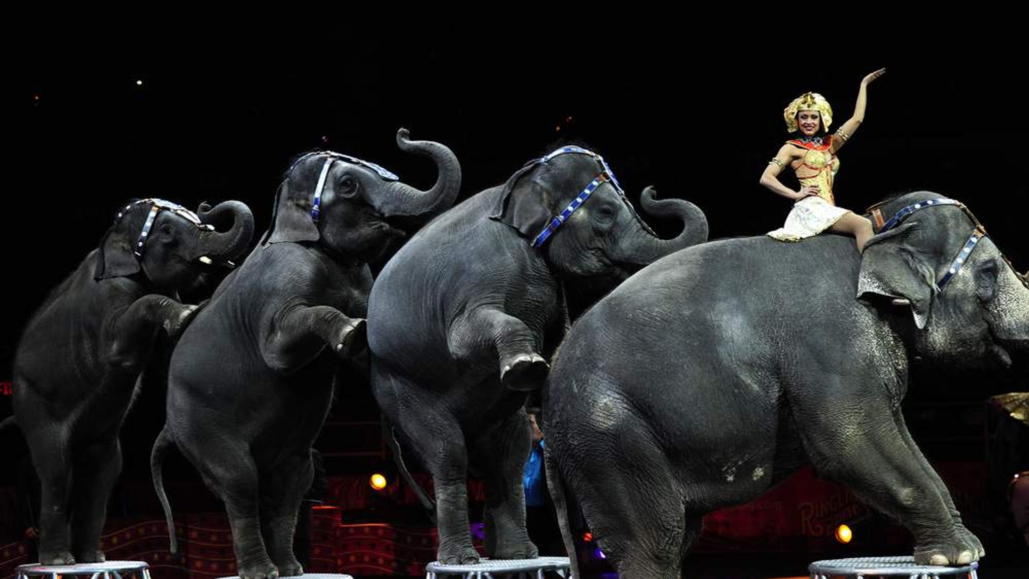 Top American Circus To Stop Elephant Acts US News Sky News