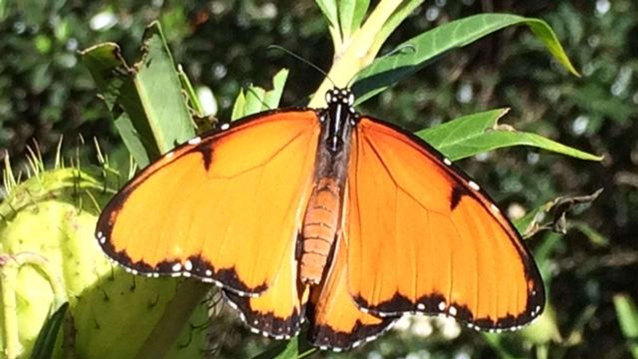 Flying Young Cannibals Butterflies Eat Siblings Science Tech News Sky News