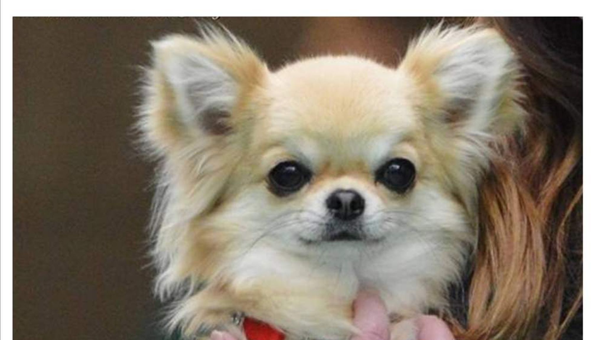 Crufts Champion Among Five Stolen Chihuahuas UK News Sky News