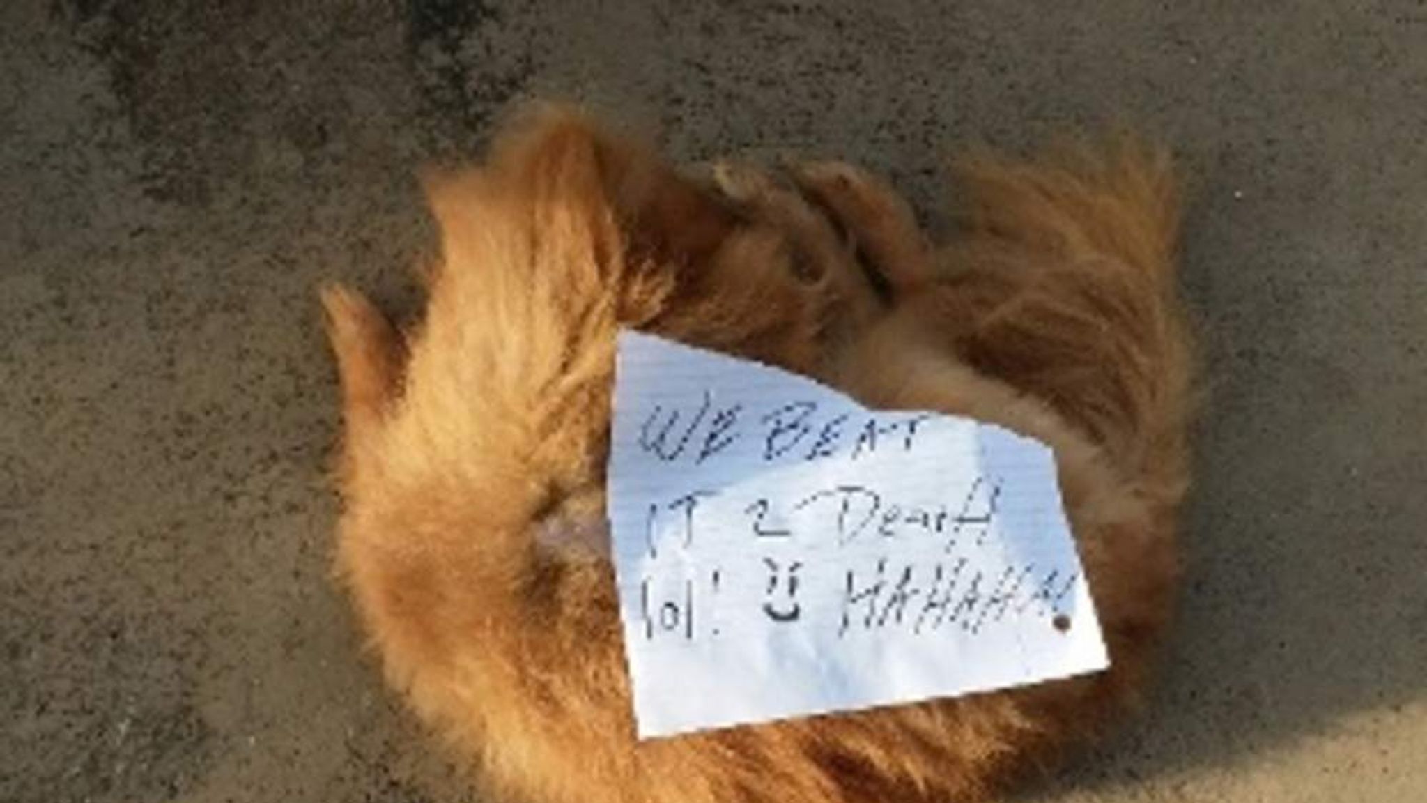 Dog Found Dead With 'We Beat It, LOL' Note US News Sky News